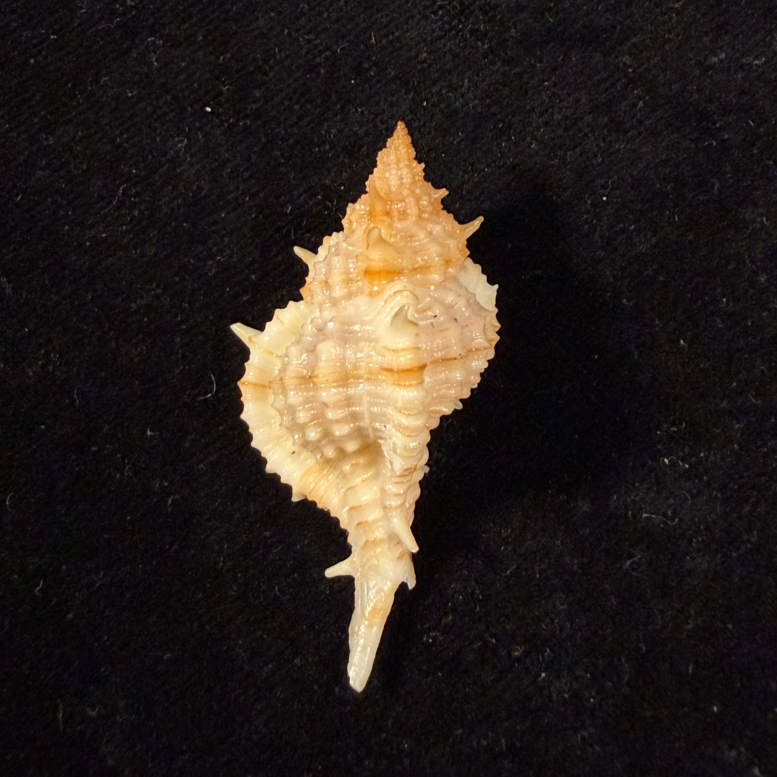 Siratus graciadiosus Houart & Garrigues, 2023 - 42,7mm
