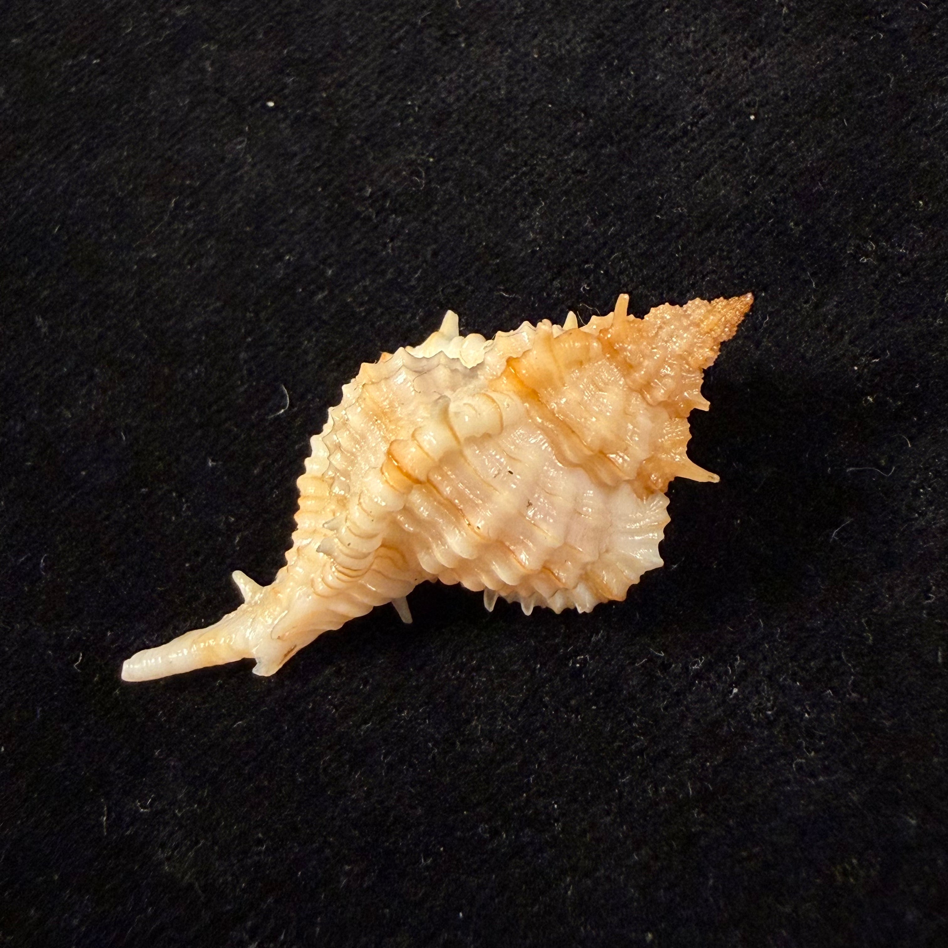 Siratus graciadiosus Houart & Garrigues, 2023 - 42,7mm