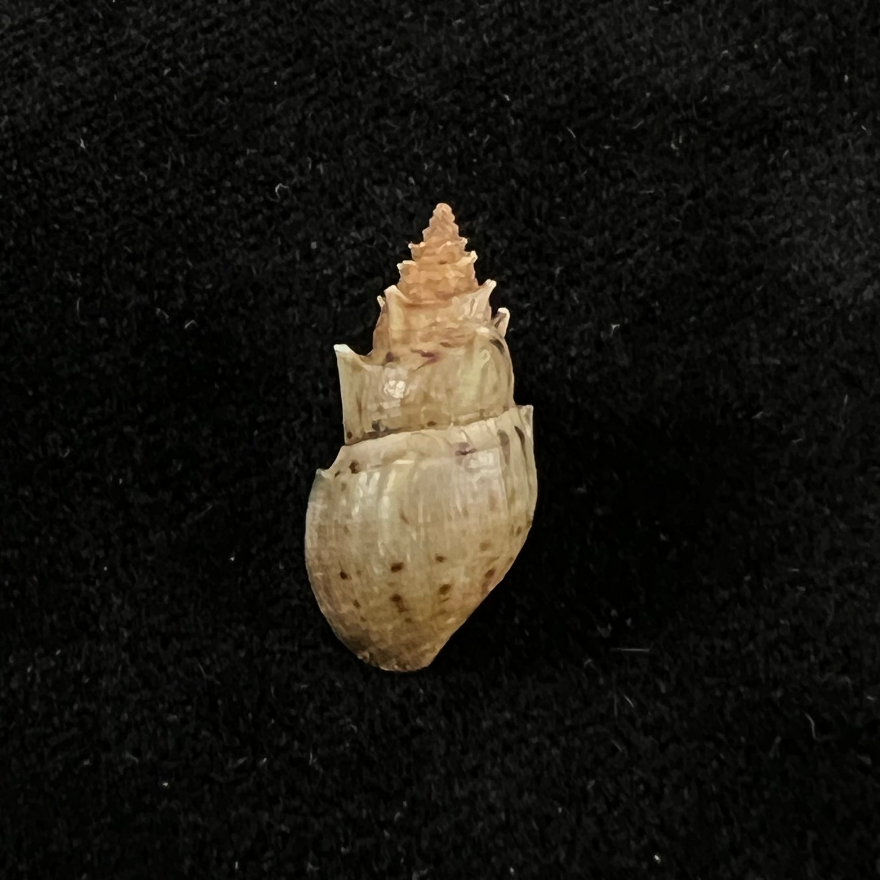 Mieniplotia scabra (OF Müller, 1774) - 20mm