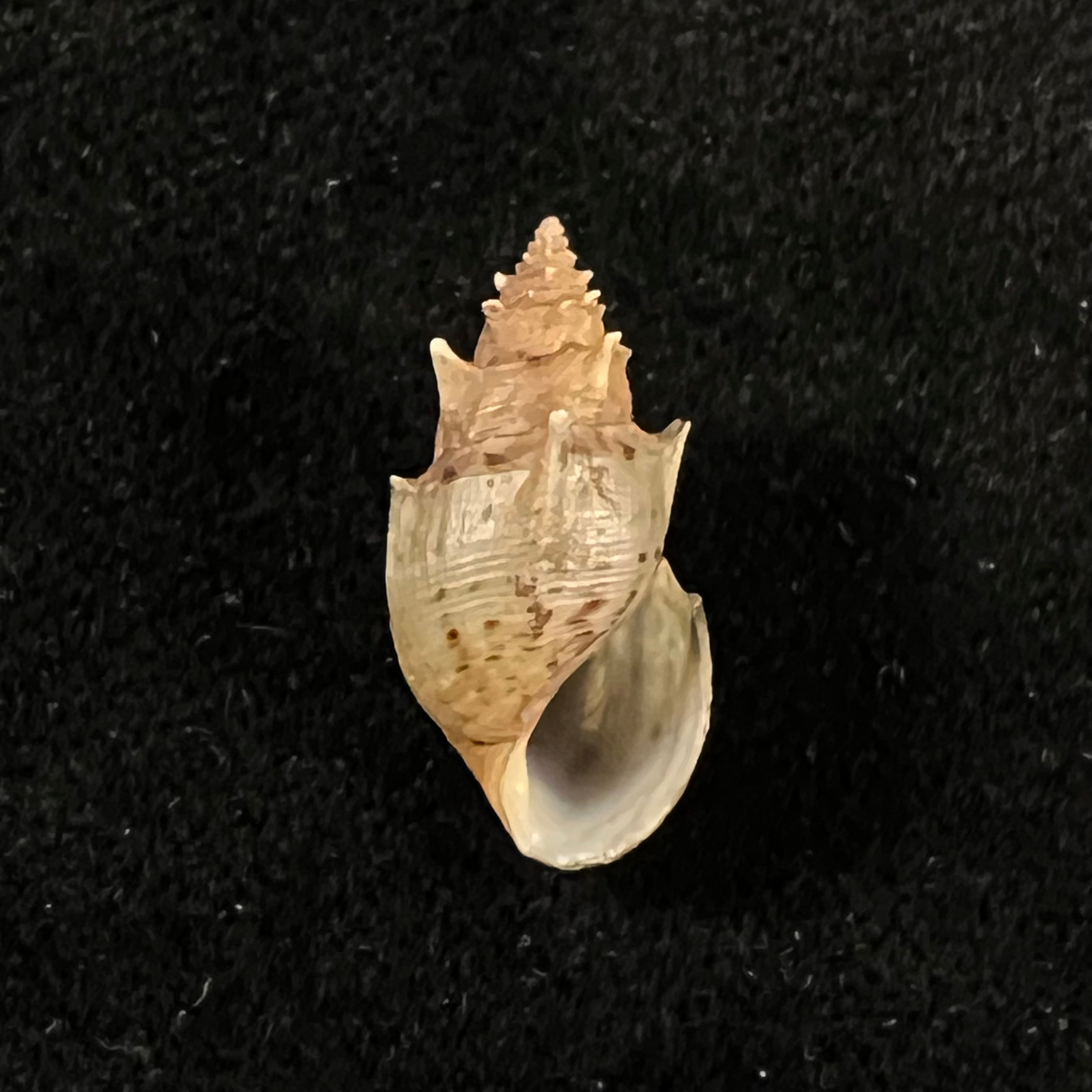 Mieniplotia scabra (OF Müller, 1774) - 20mm