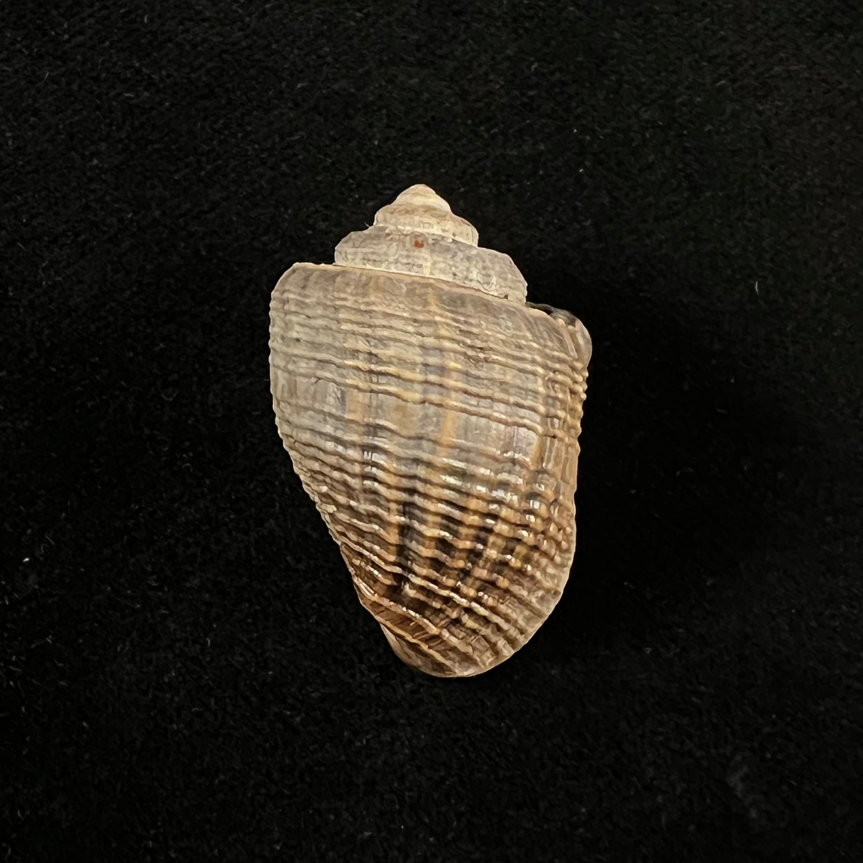 Miratesta celebensis P. Sarasin & F. Sarasin, 1897 - 34,3mm