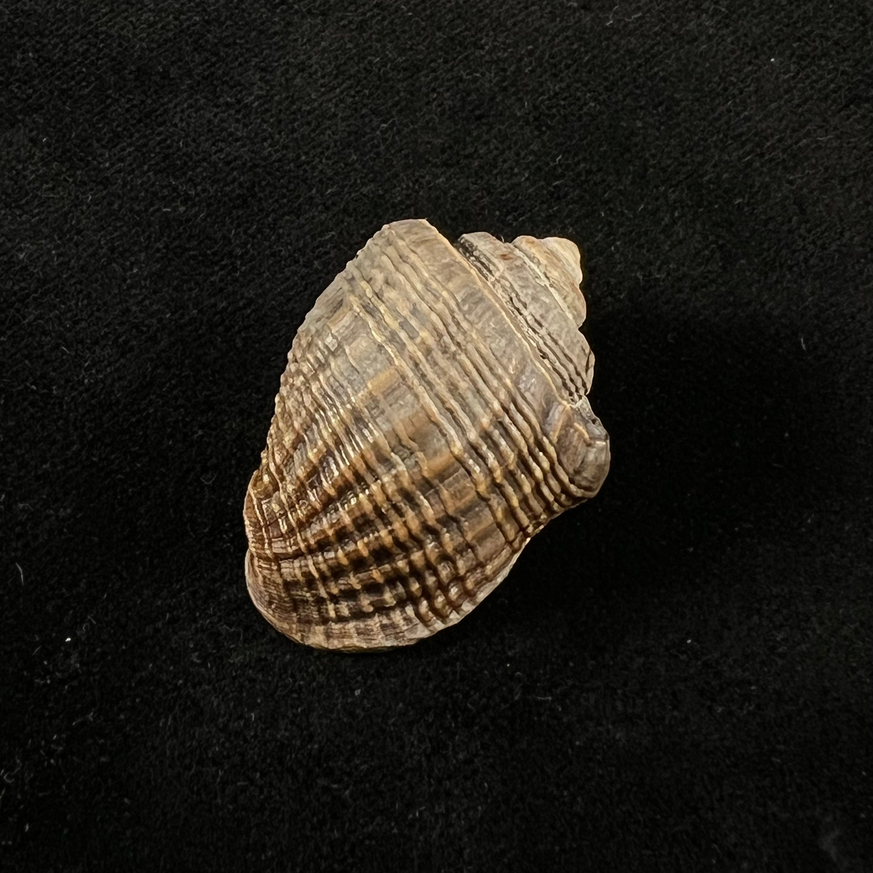 Miratesta celebensis P. Sarasin & F. Sarasin, 1897 - 34,3mm