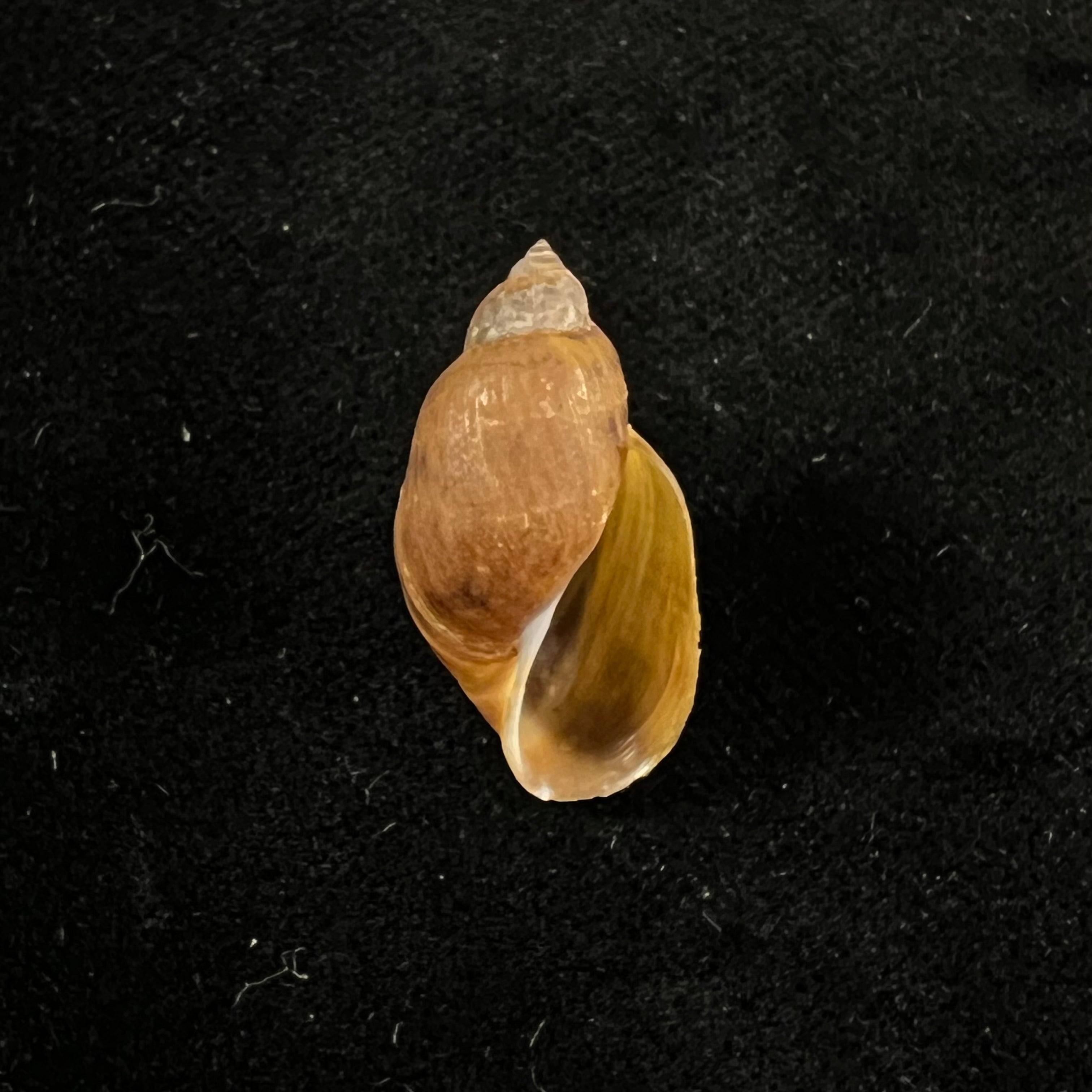 Chilina parchappei(Orbigny,1835年)- 25,2毫米