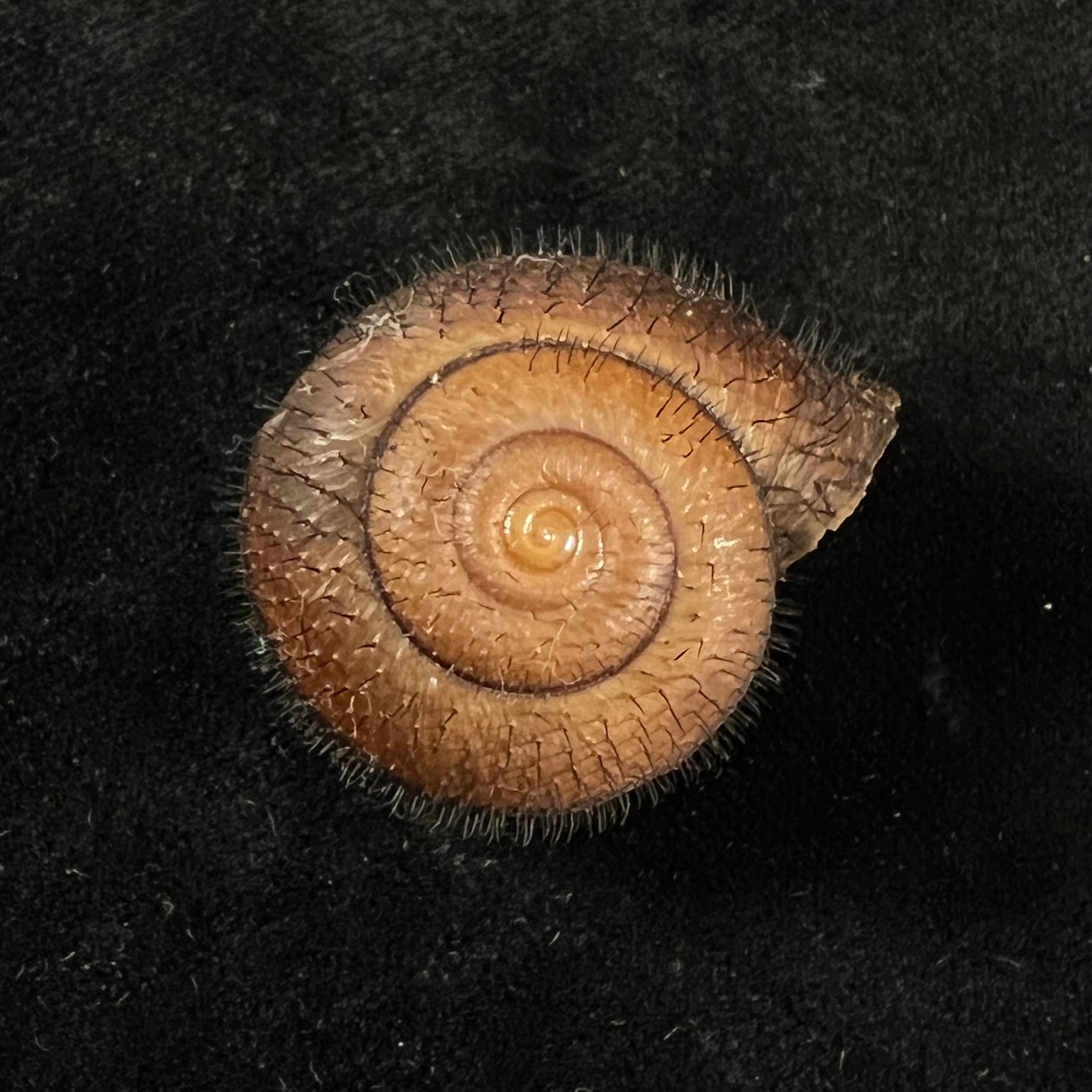 Tricheulota spinosissima (C. Semper, 1880) - 33,4mm