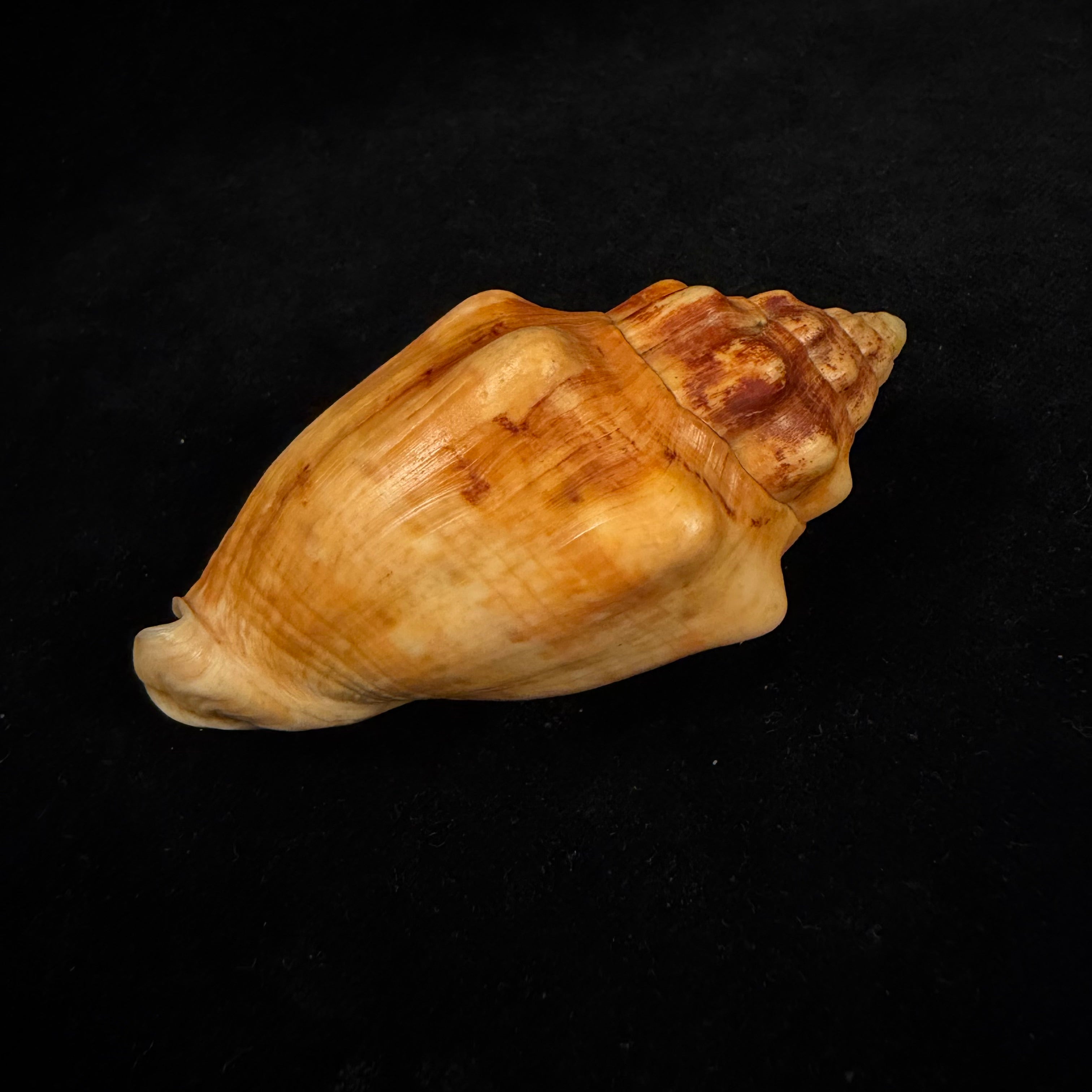 Voluta musica damula Dall, 1907 - 77,2mm