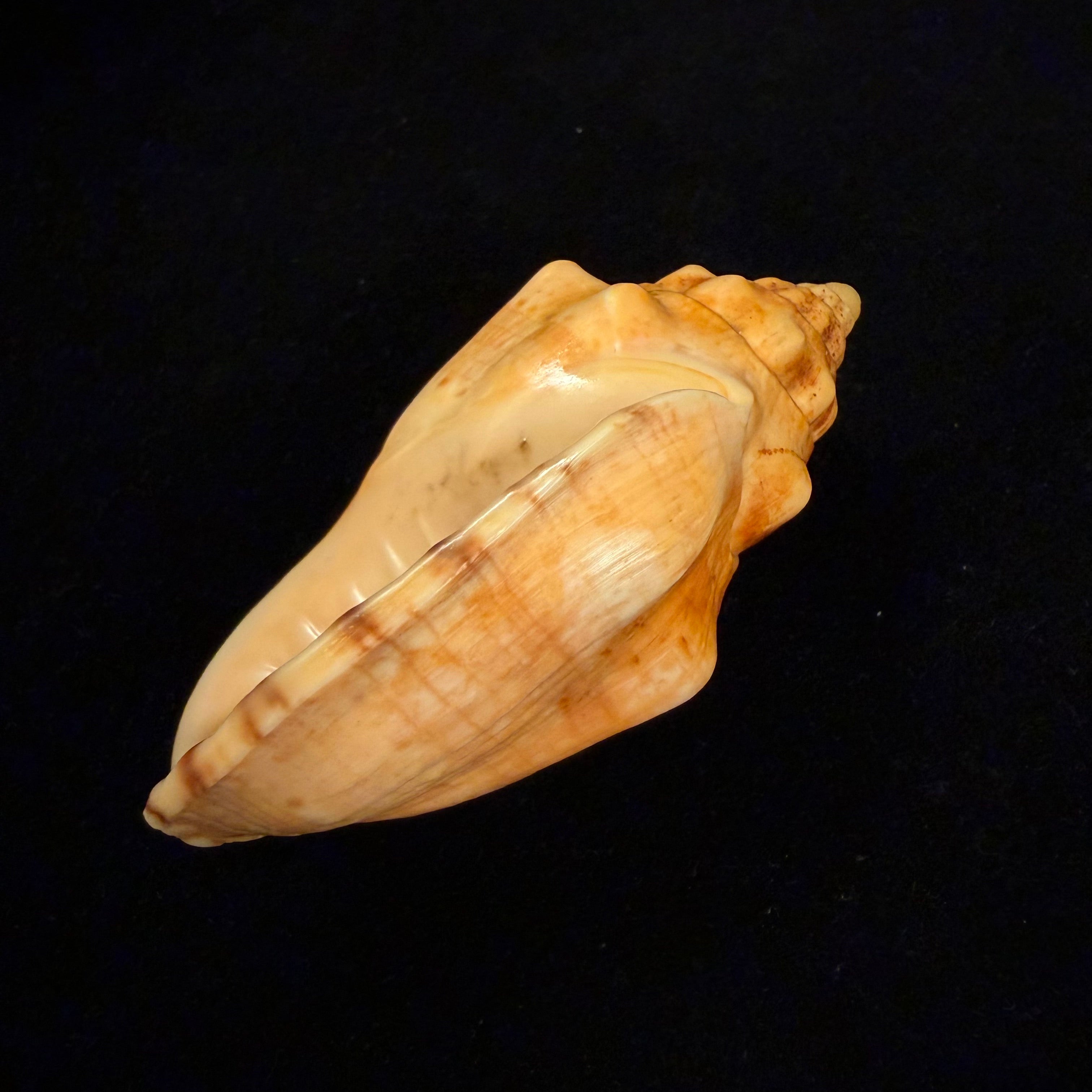 Voluta musica damula Dall, 1907 - 77,2mm