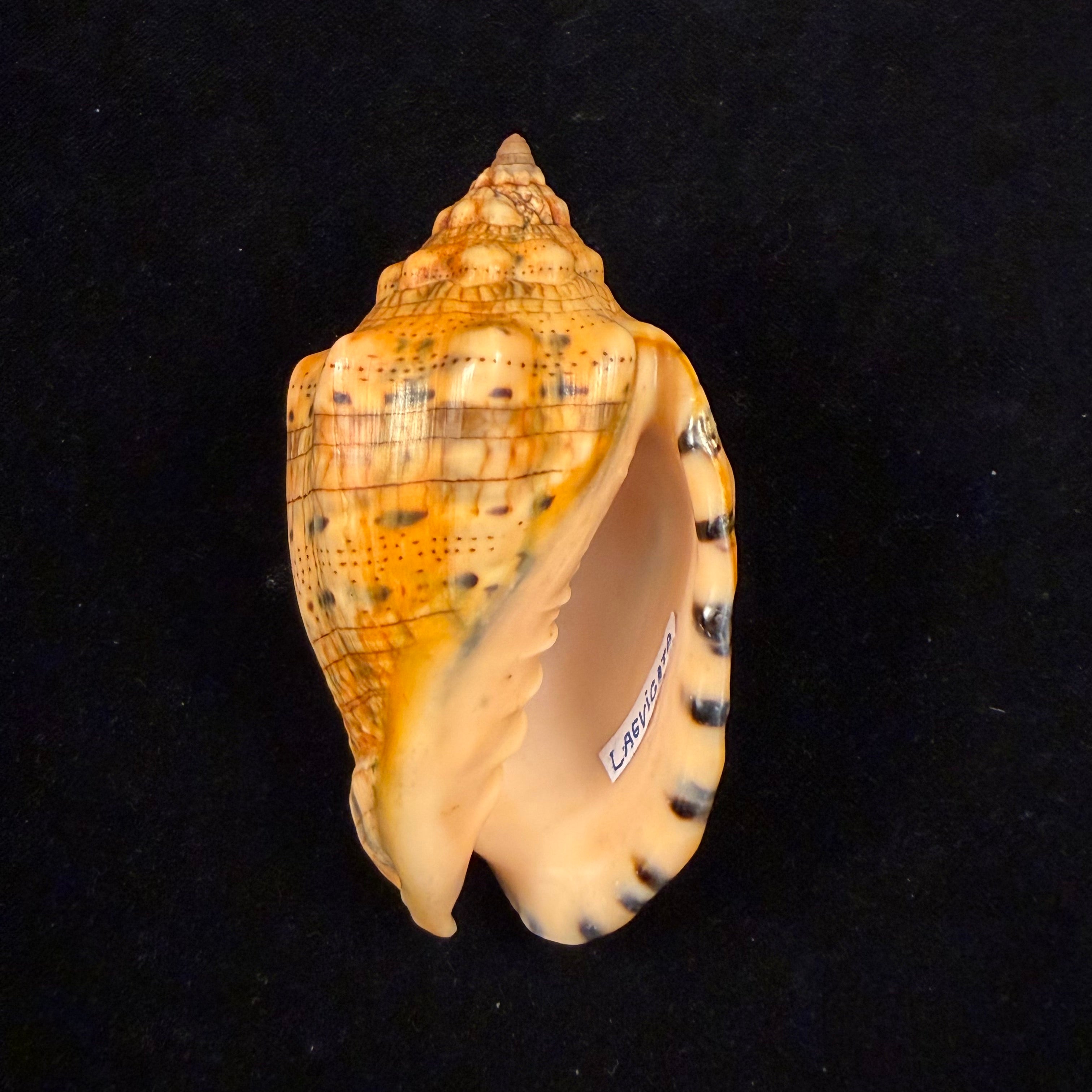 Voluta musica laevigata Lamarck, 1811 - 94,7mm