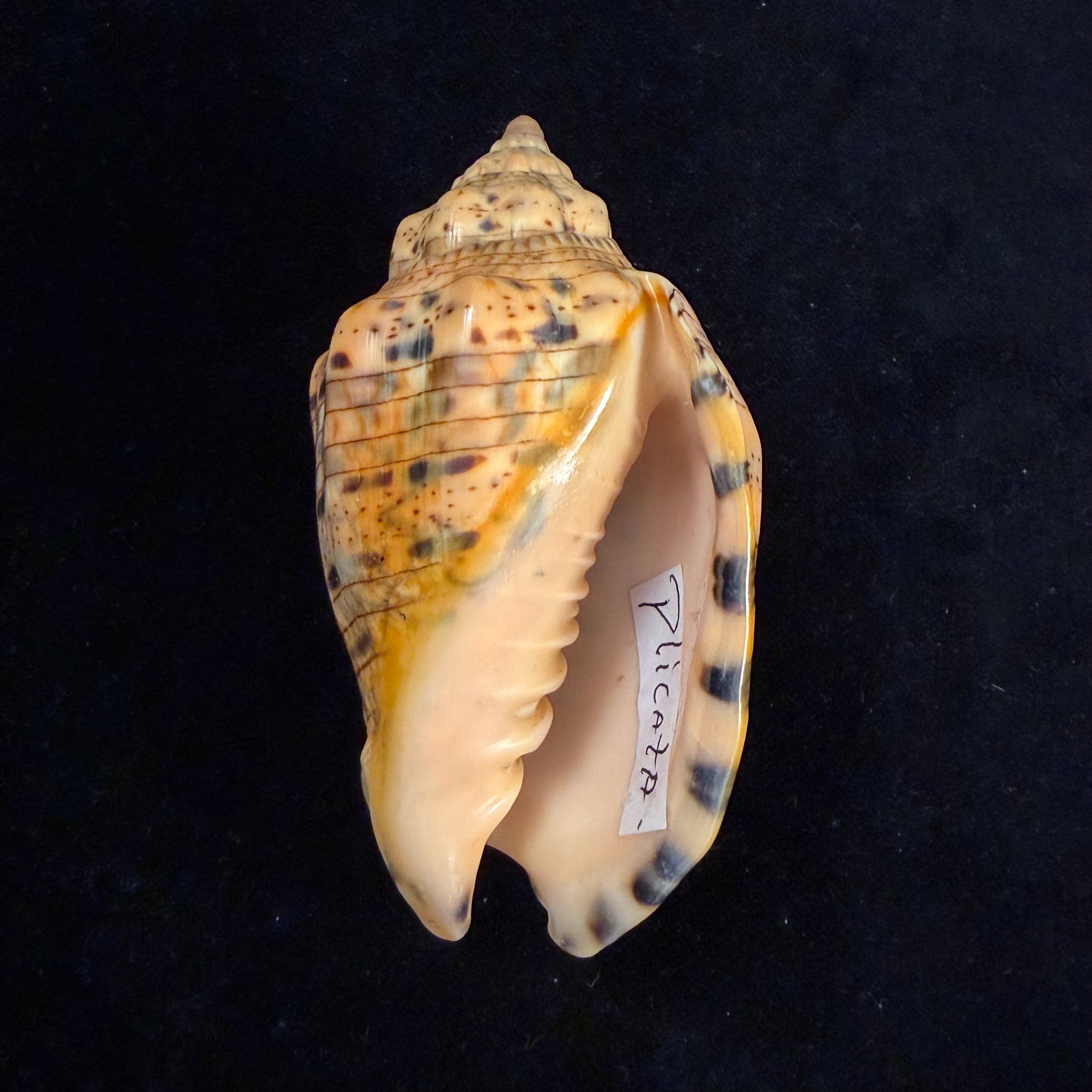 Voluta musica plicata Dillwyn, 1817 - 91,2mm