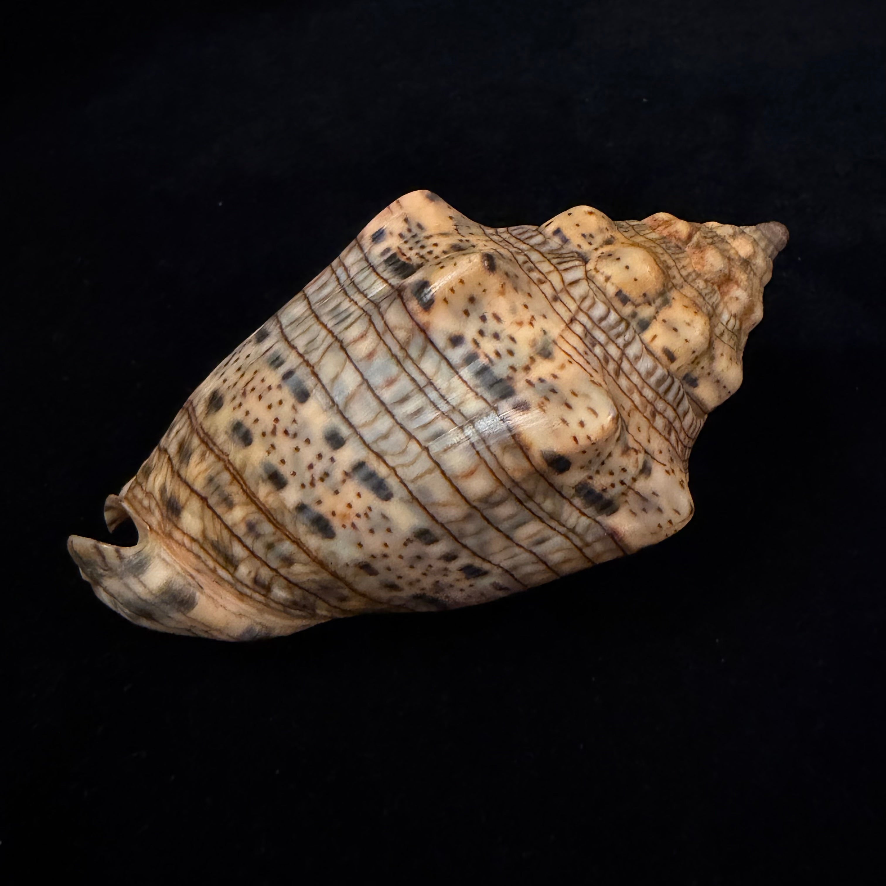 Voluta musica plicata Dillwyn, 1817 - 95,3mm
