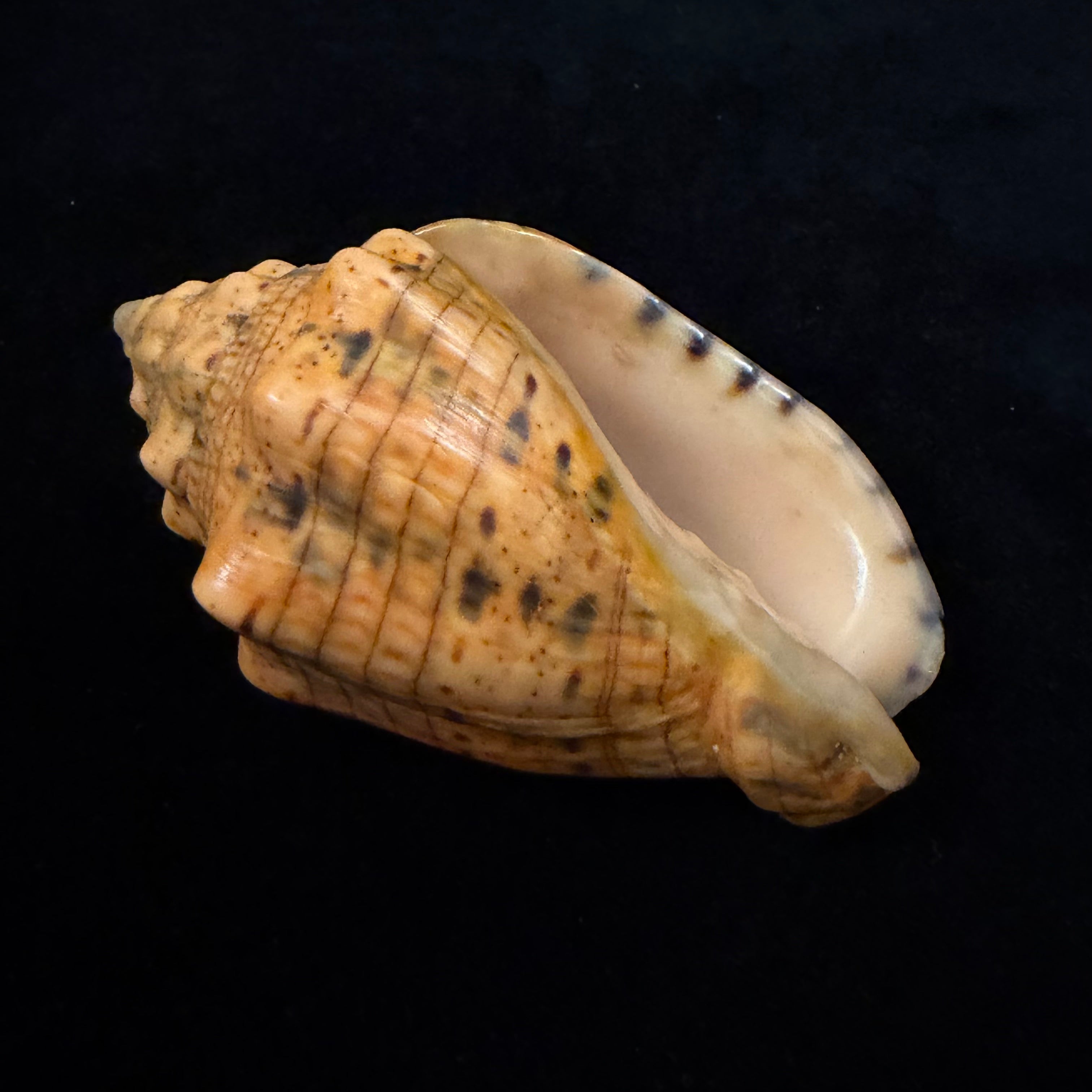 Voluta musica plicata Dillwyn, 1817 - 86,4mm