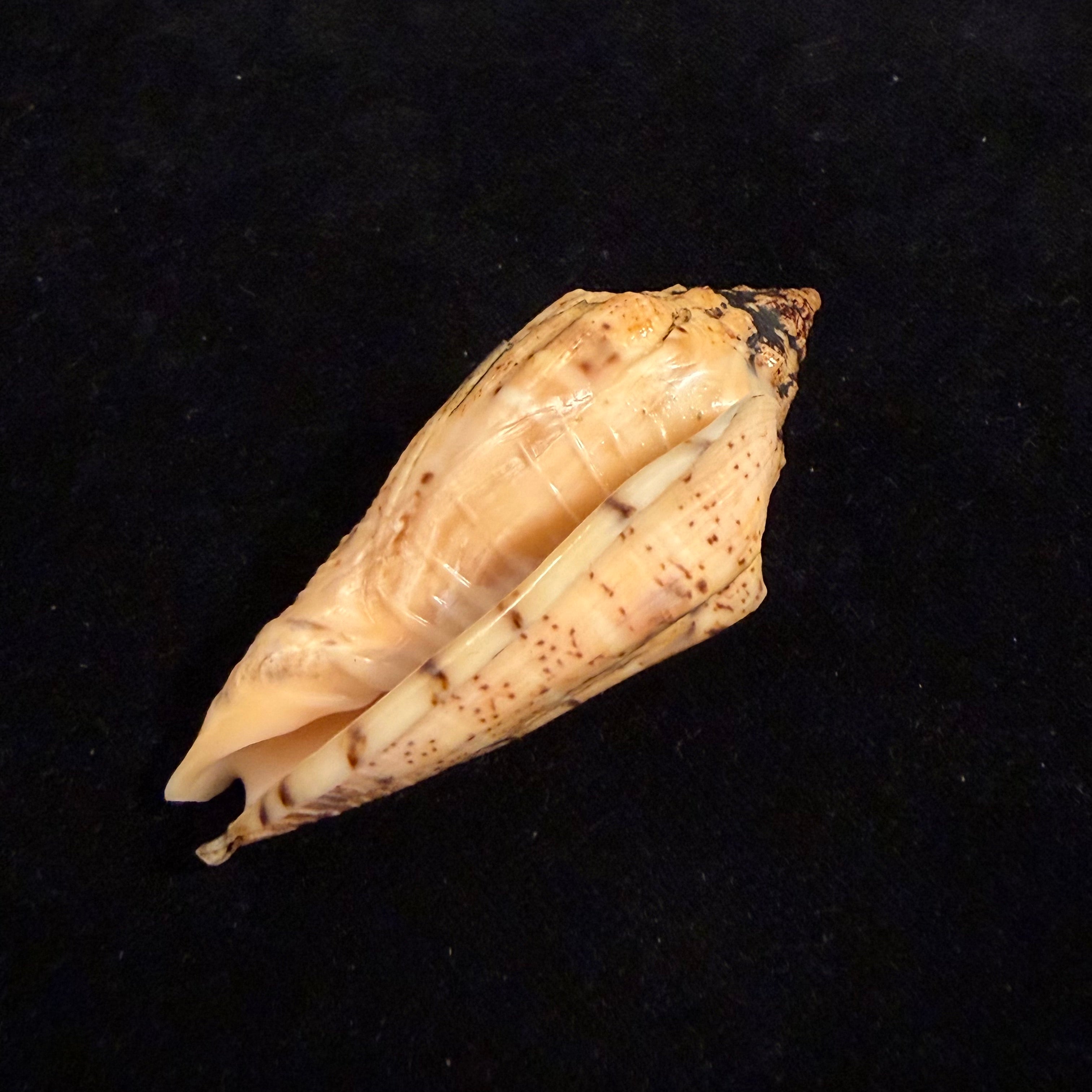 Voluta virescens lindae Petuch, 1987 - 70mm