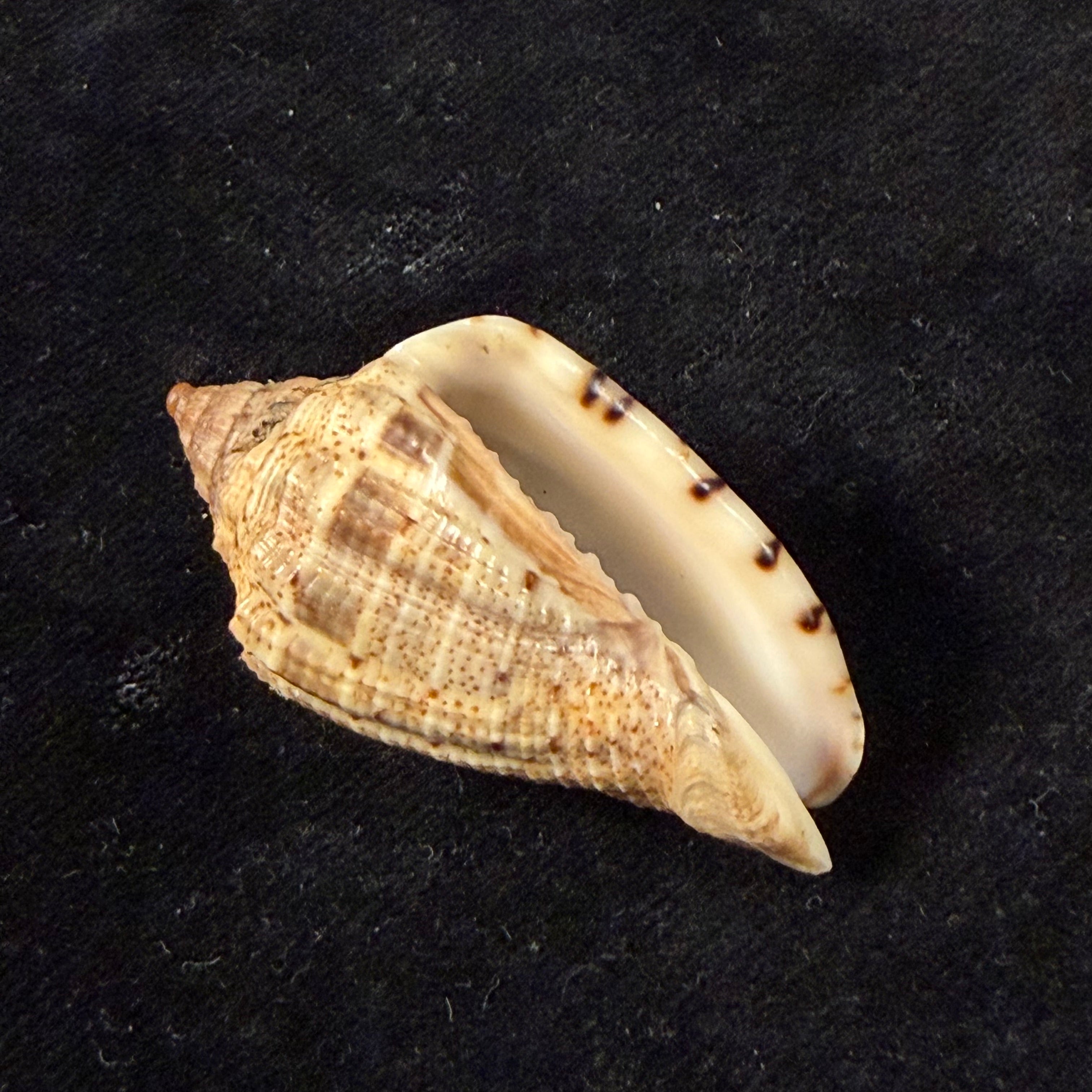 Voluta virescens lindae Petuch, 1987 - 43,7mm
