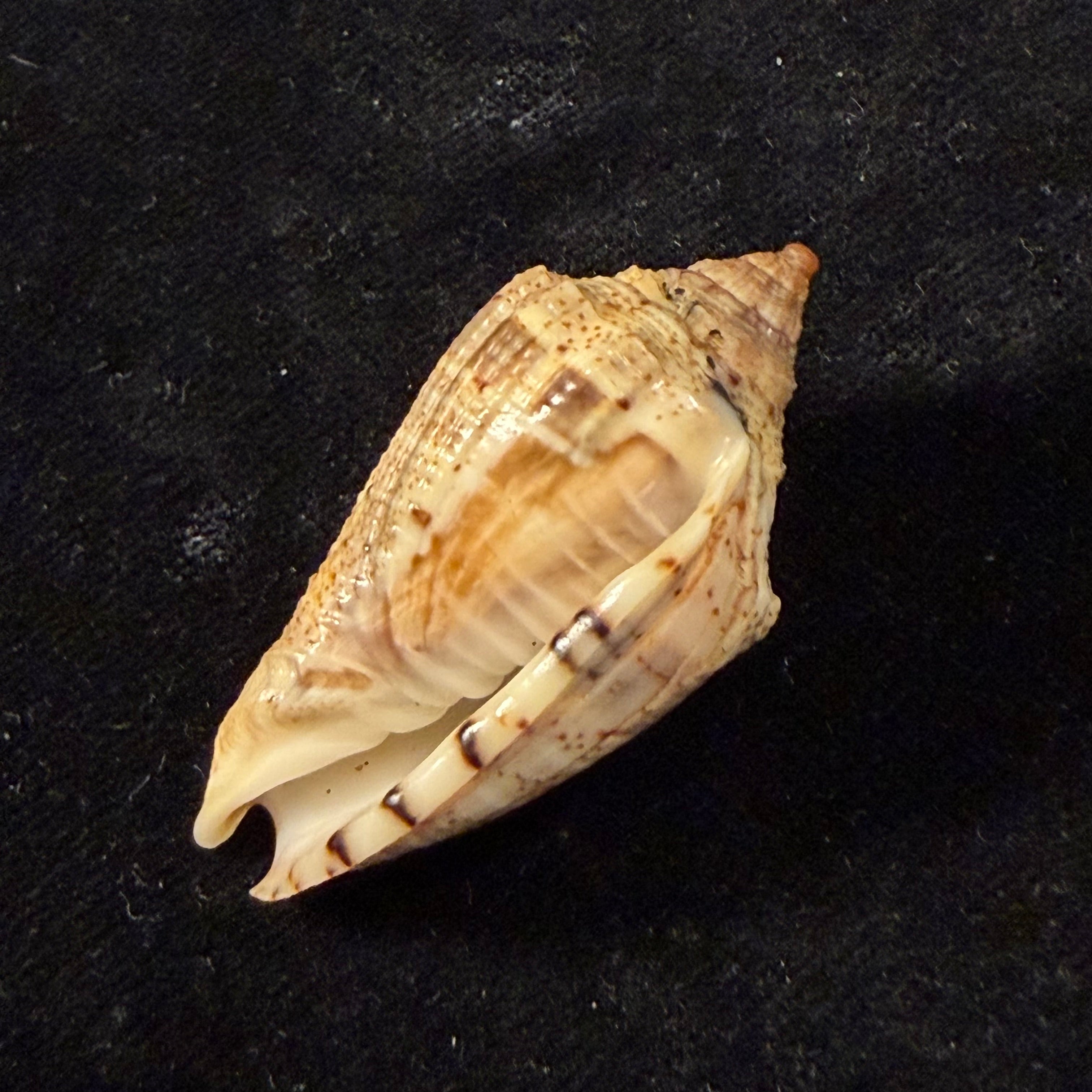 Voluta virescens lindae Petuch, 1987 - 43,7mm