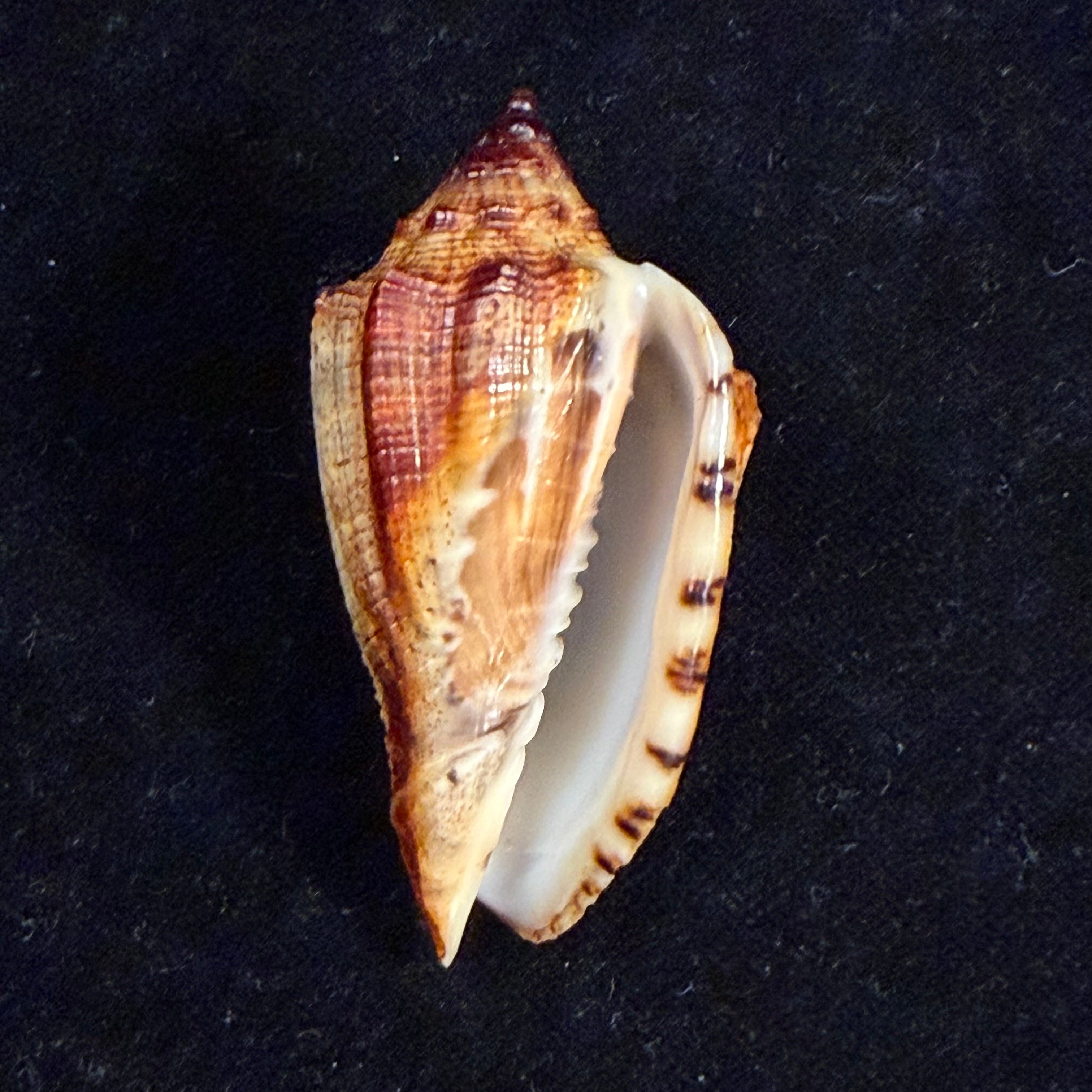 Voluta virescens lacertina Petuch, 1990 - 58mm