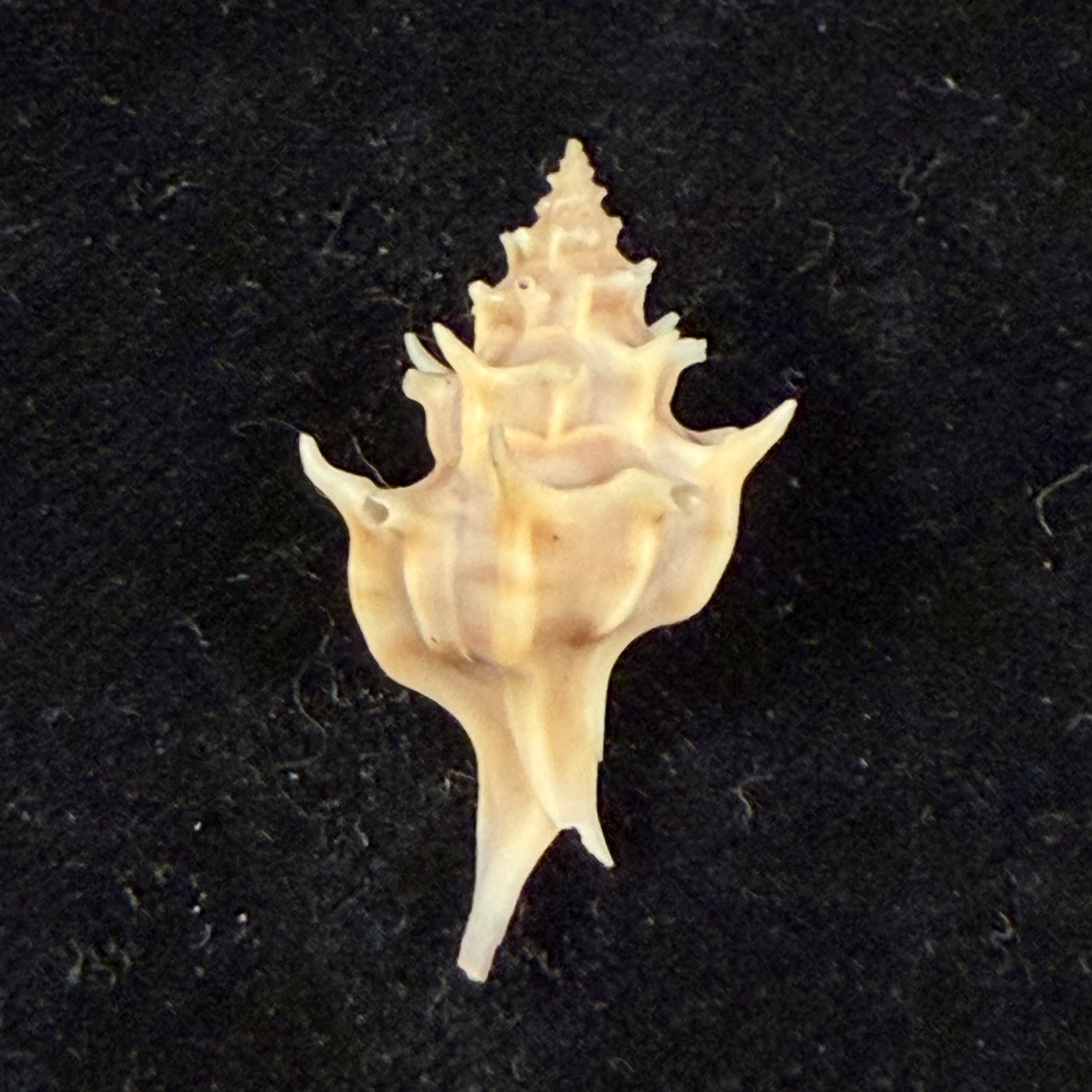 Laevityphis bullisi (Gertman, 1969) - 29,3mm