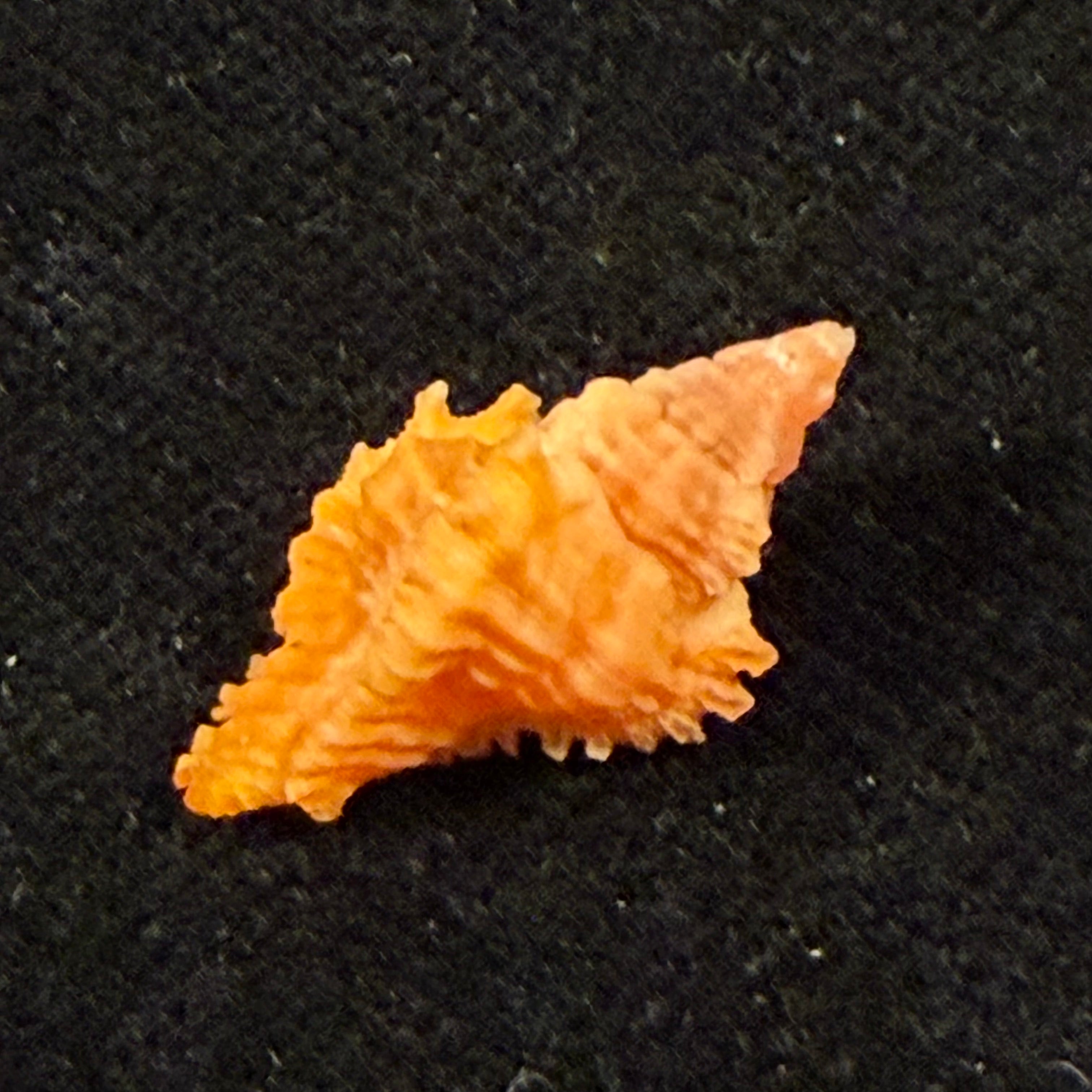 Chicoreus sp - 19mm