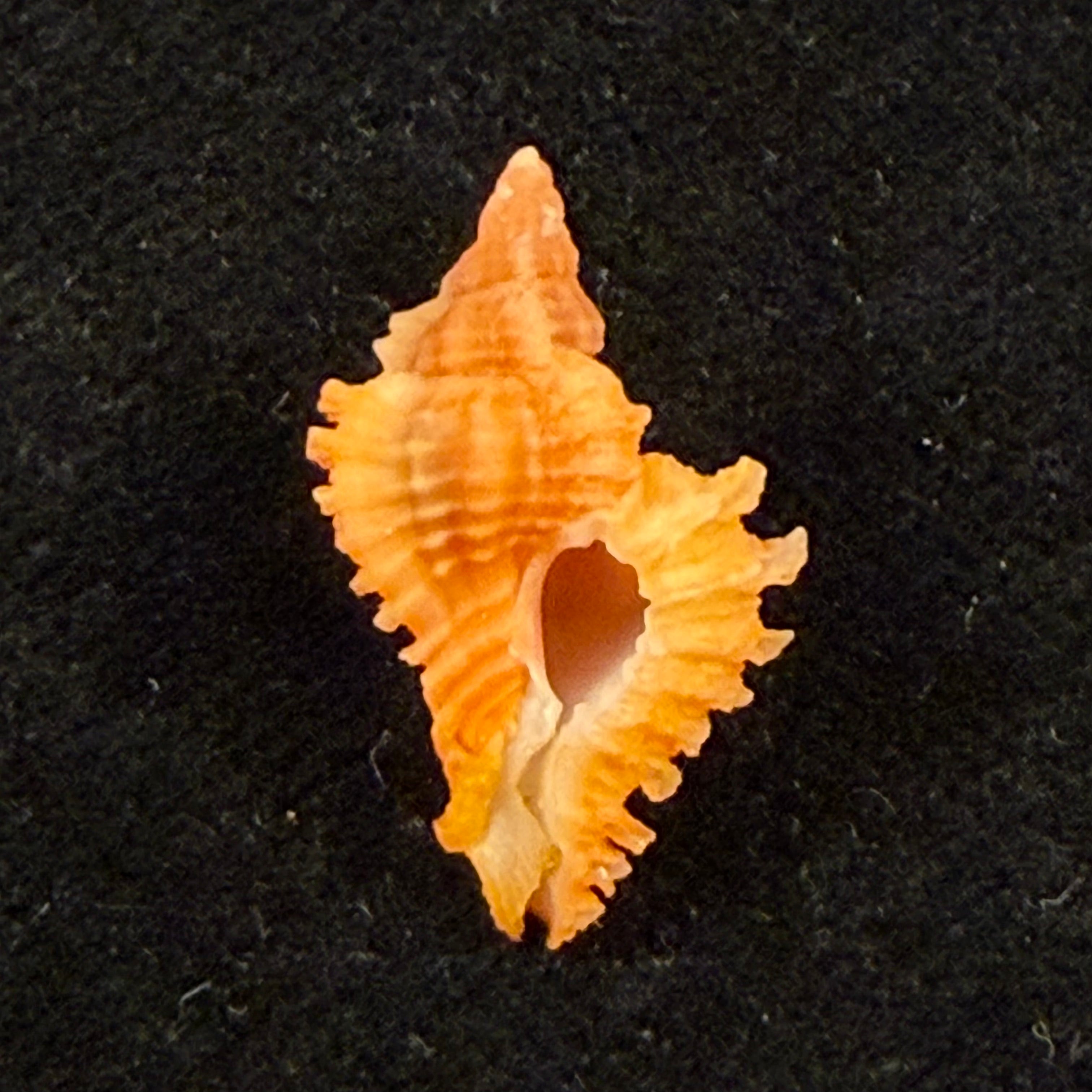 Chicoreus sp - 19mm