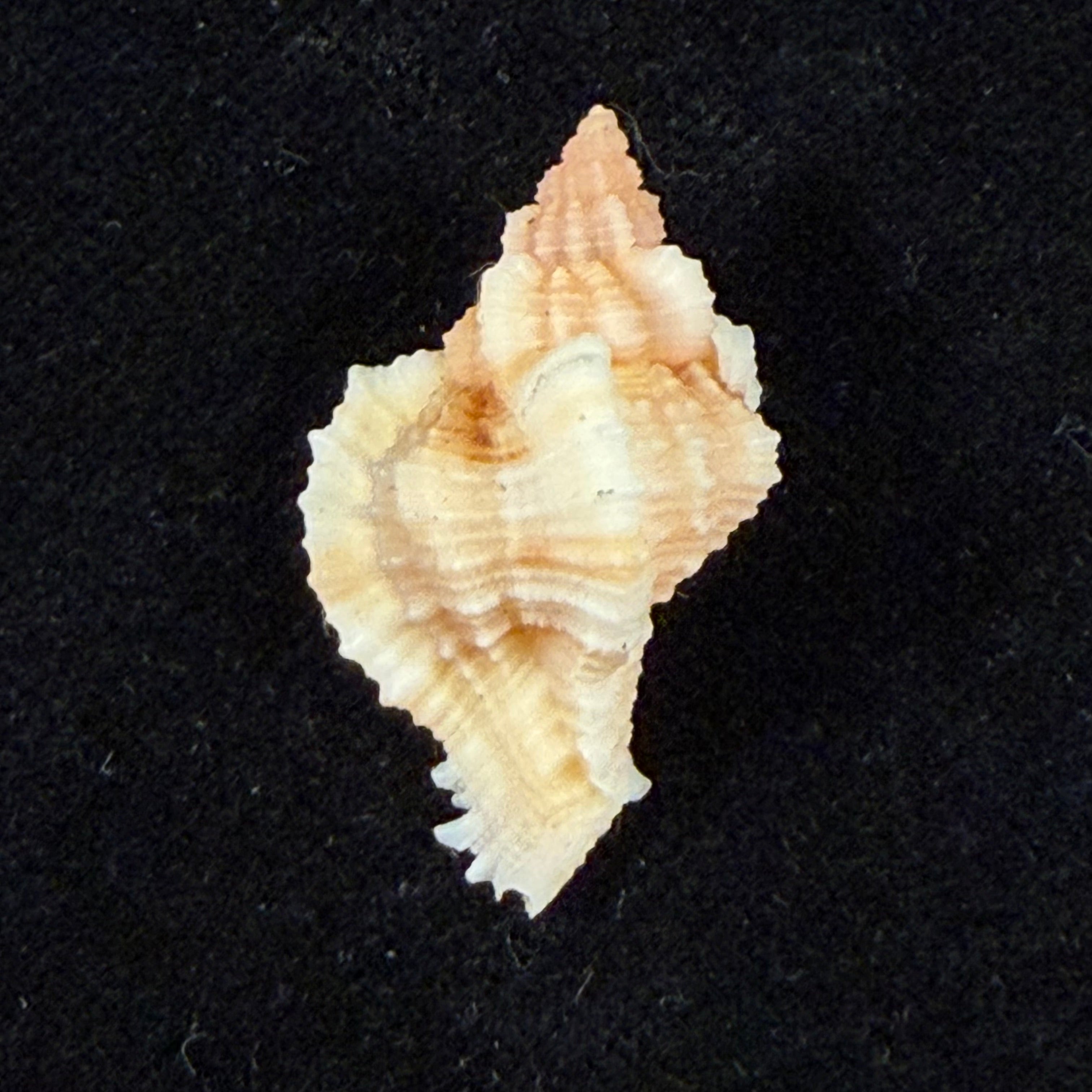 Chicoreus aff. briskasii (A.H.Verrill, 1953) - 27,2mm