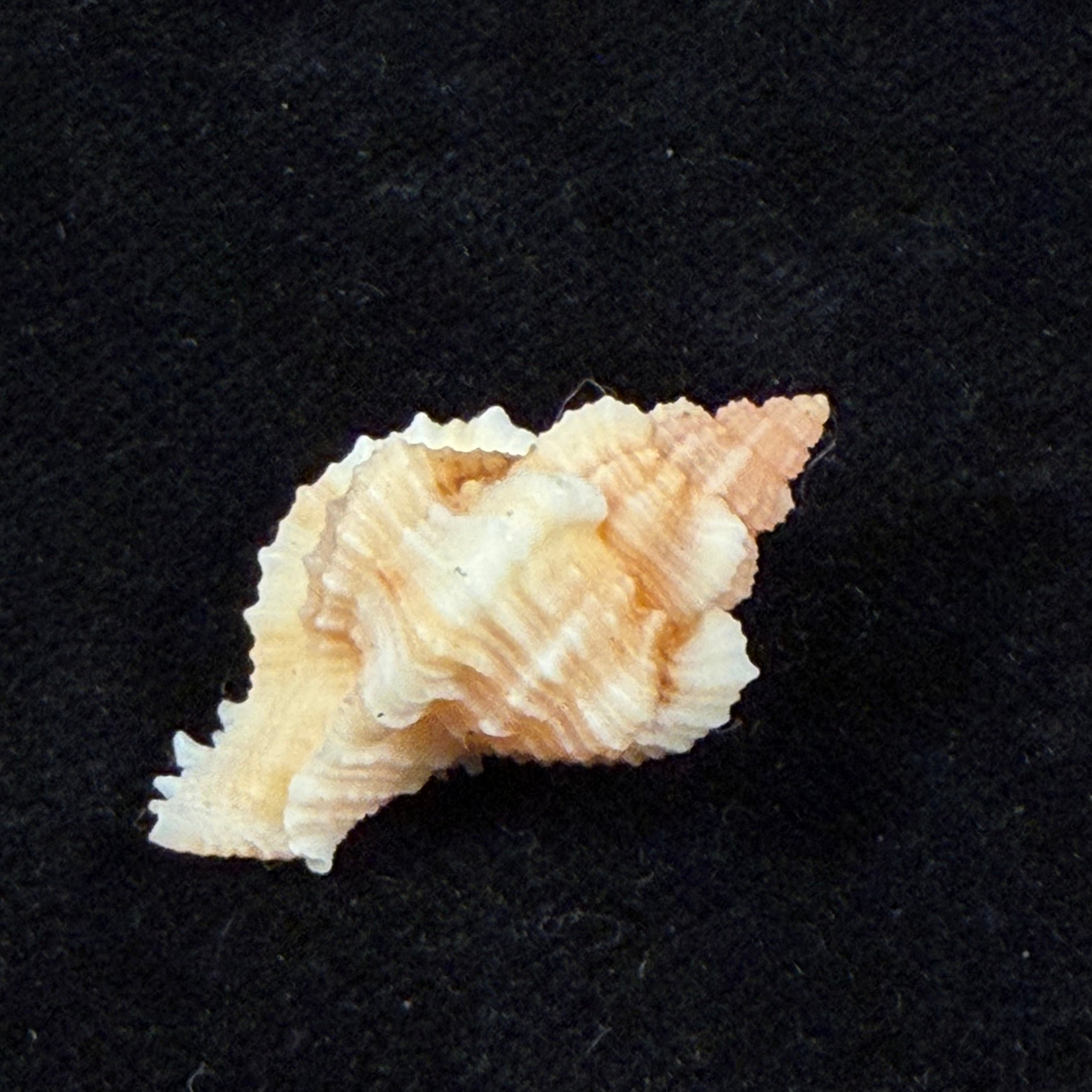 Chicoreus aff. briskasii (A.H.Verrill, 1953) - 27,2mm