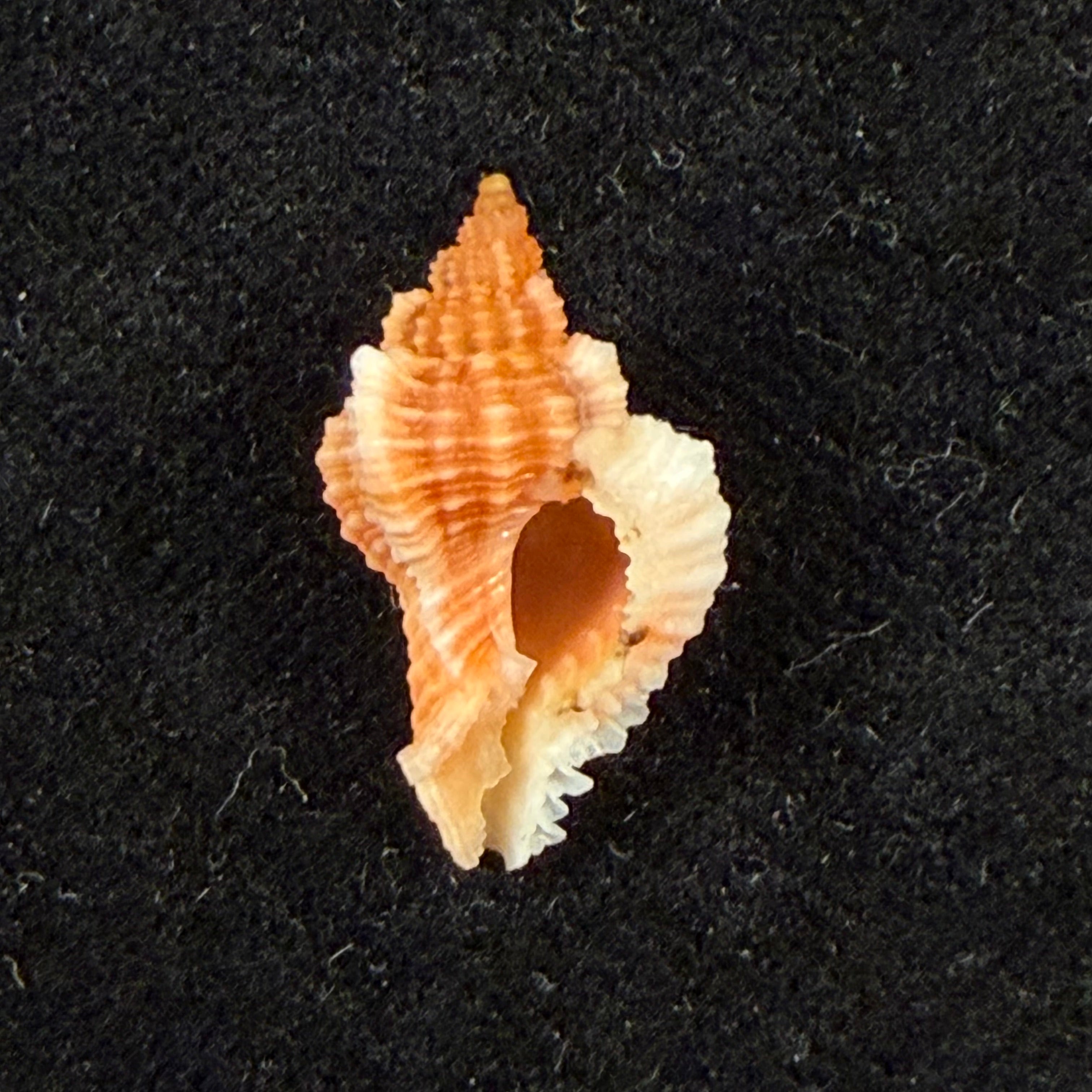 Chicoreus aff. briskasii (A.H.Verrill, 1953) - 18,5mm