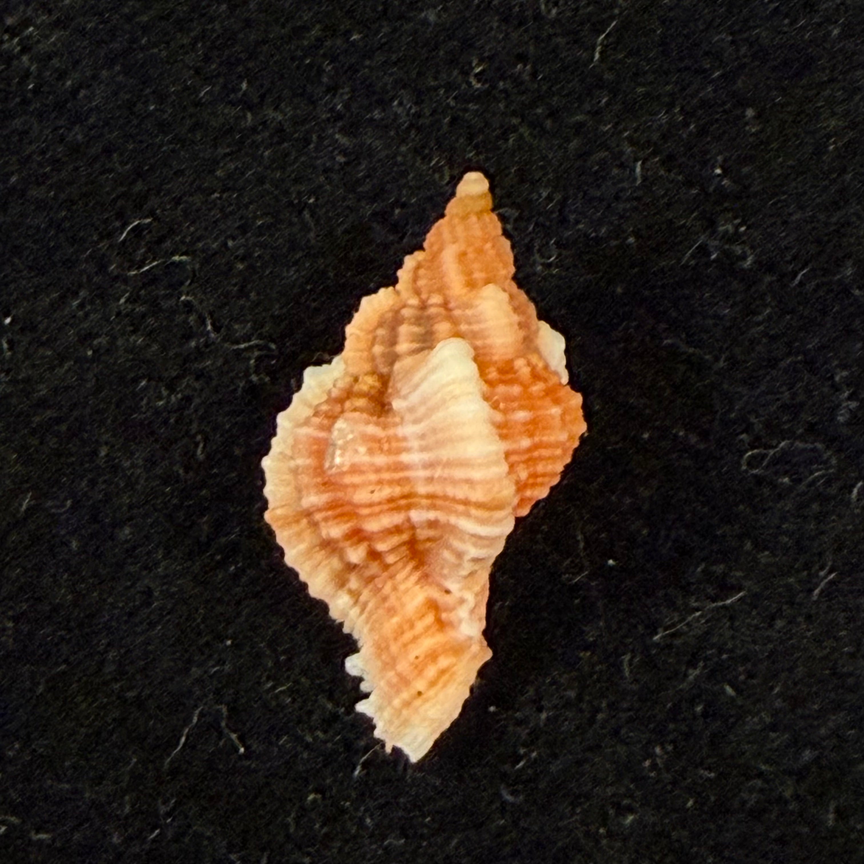 Chicoreus aff. briskasii (A.H.Verrill, 1953) - 18,5mm