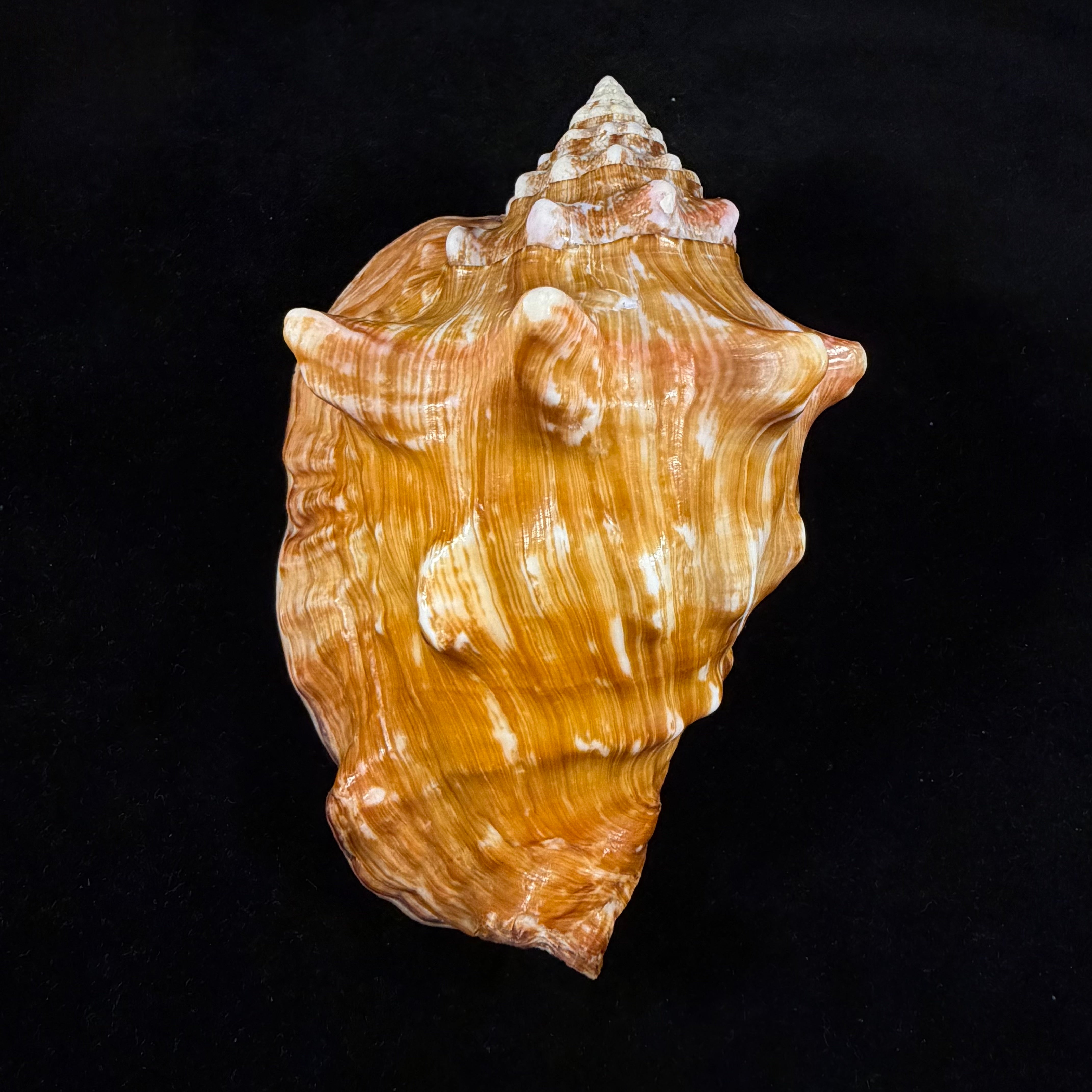 Thetystrombus latus (Gmelin, 1791) - 146,3mm