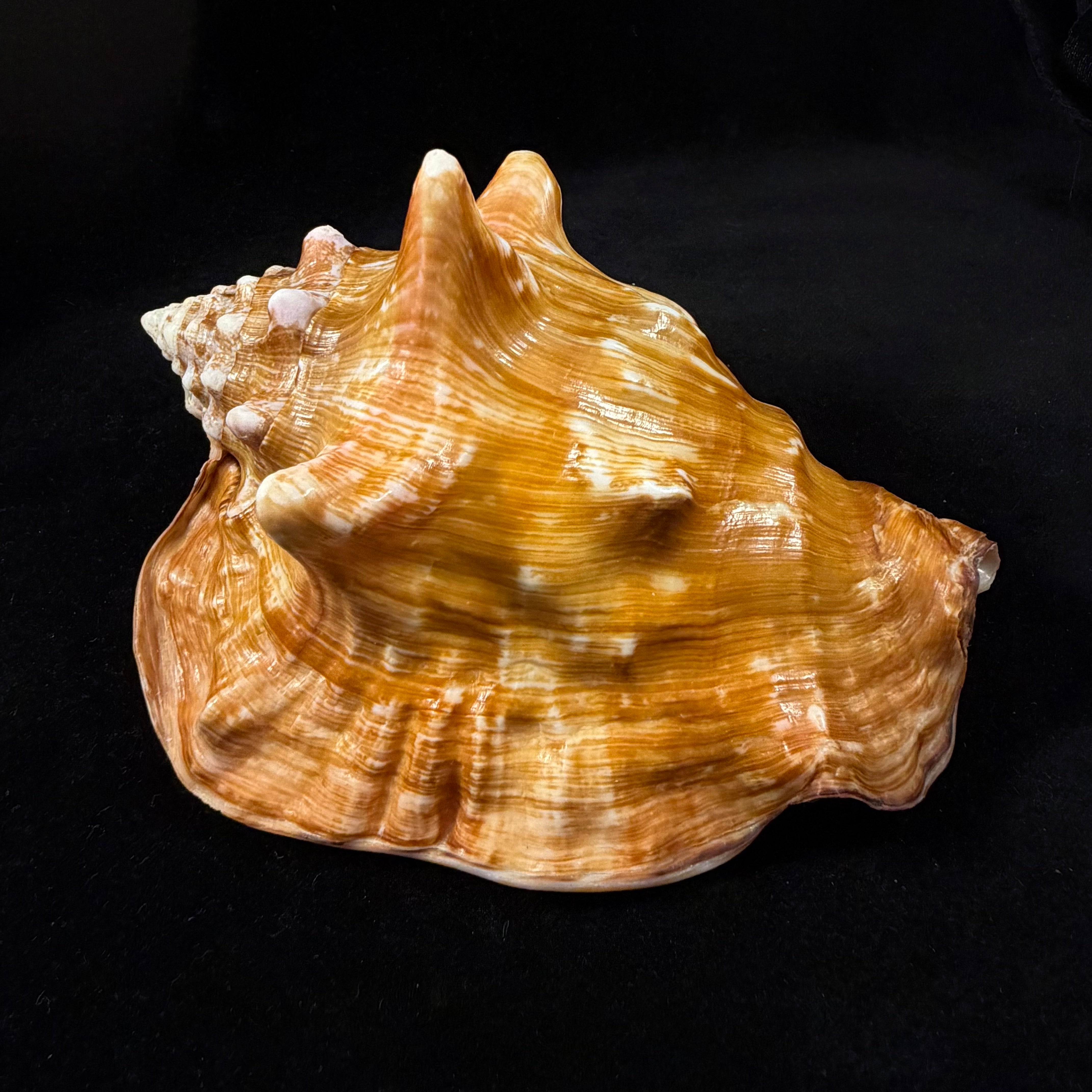Thetystrombus latus (Gmelin, 1791) - 146,3mm