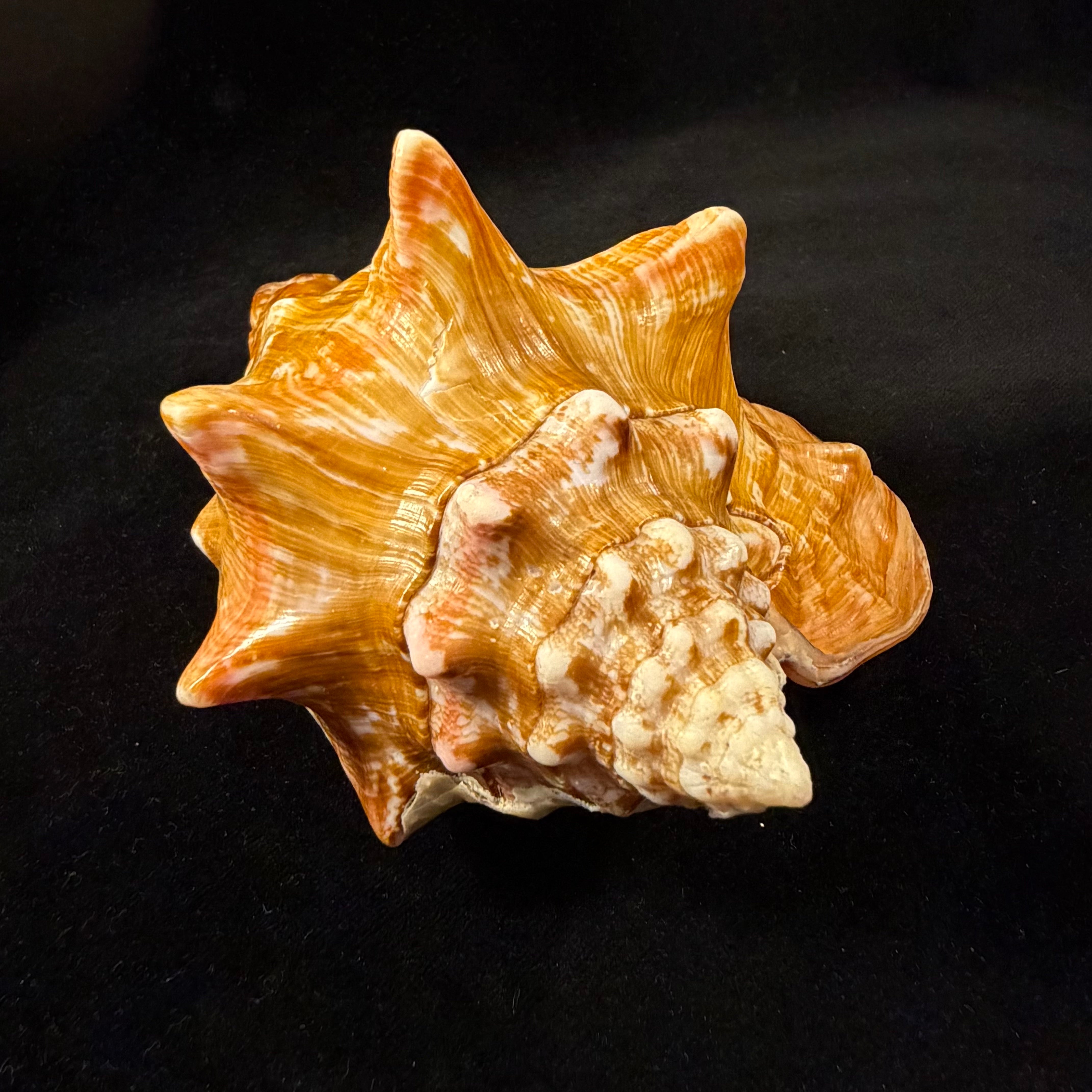 Thetystrombus latus (Gmelin, 1791) - 146,3mm