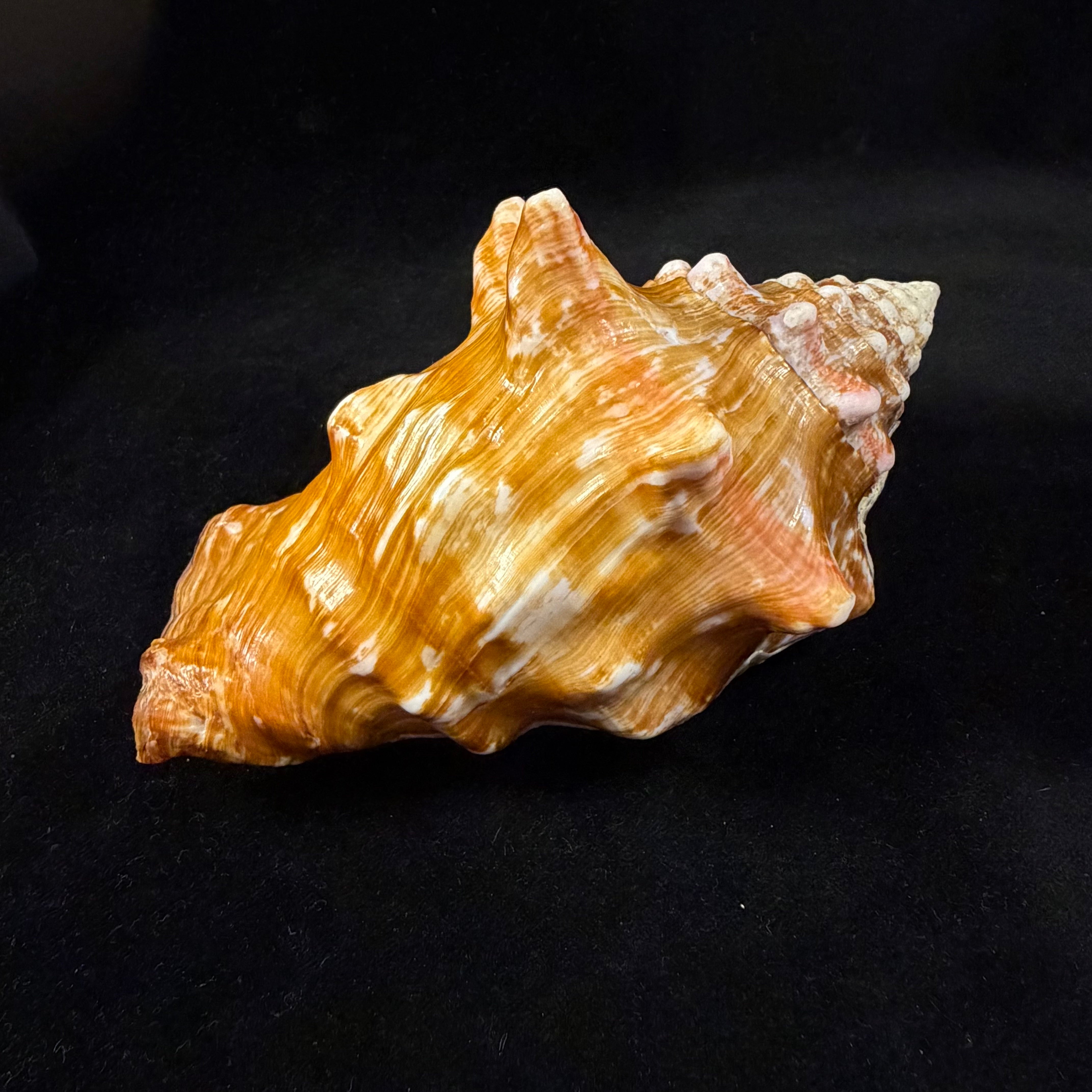 Thetystrombus latus (Gmelin, 1791) - 146,3mm