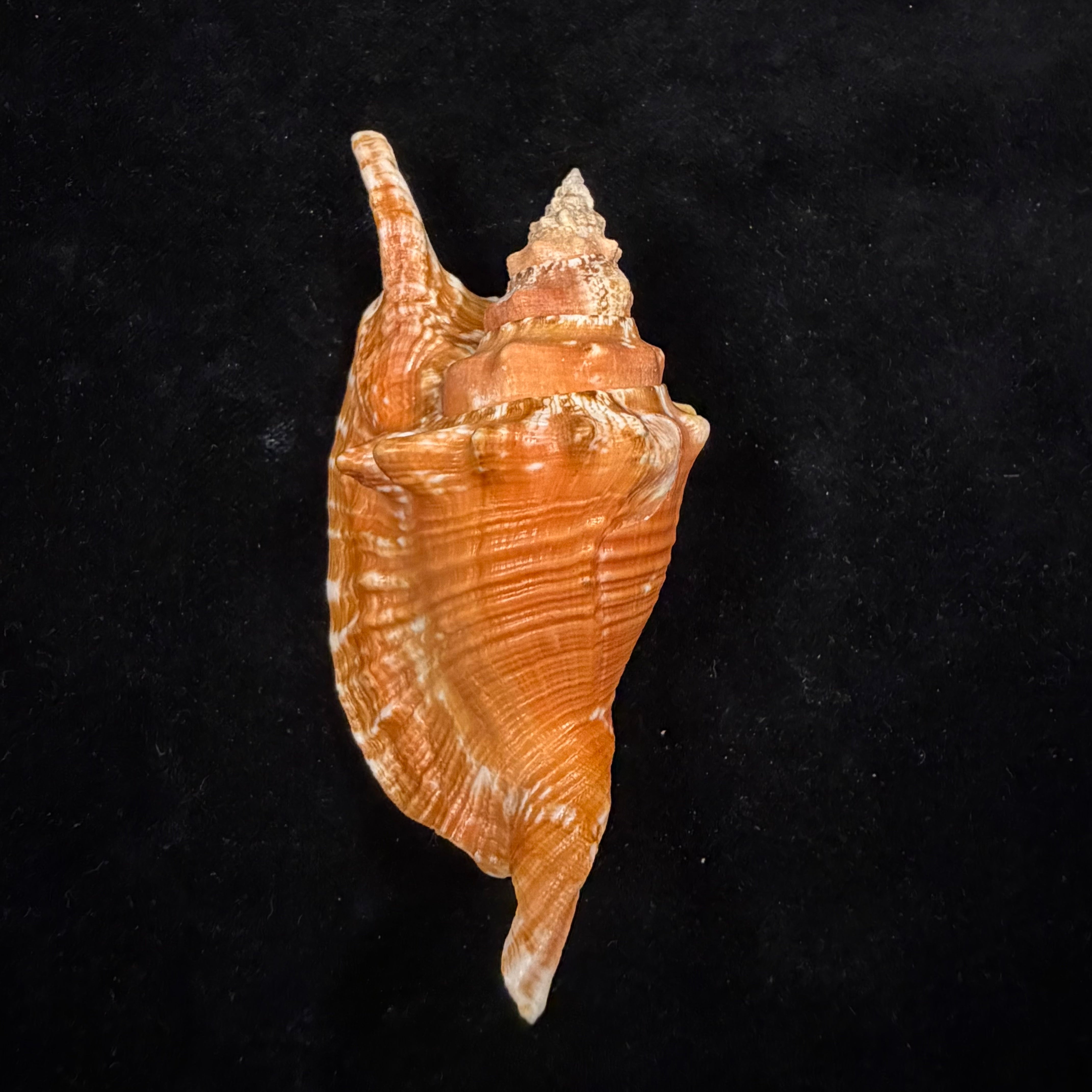 Aliger gallus (Linnaeus, 1758) -102mm