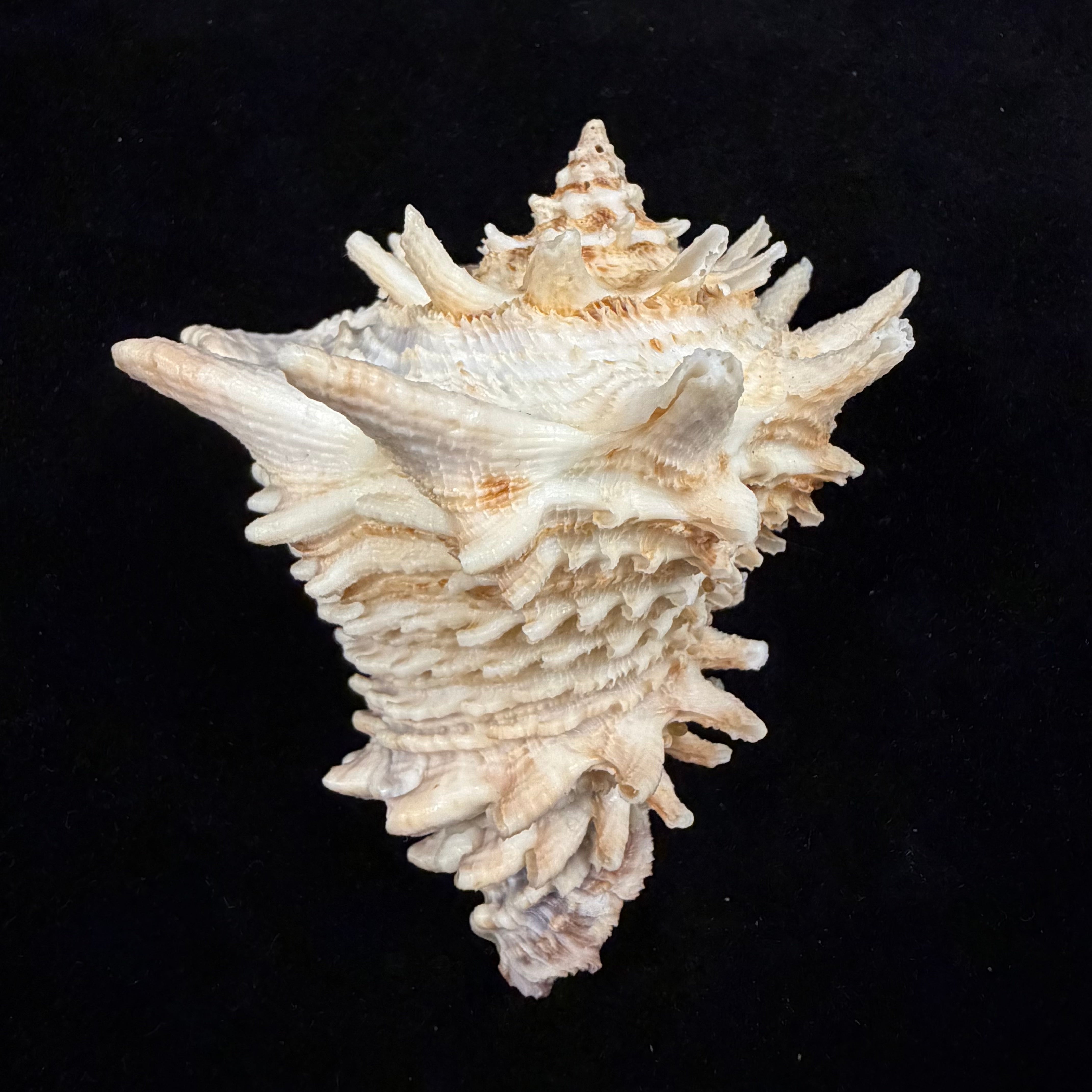 Aristovasum cassiforme (Kiener, 1840) - 91,4mm