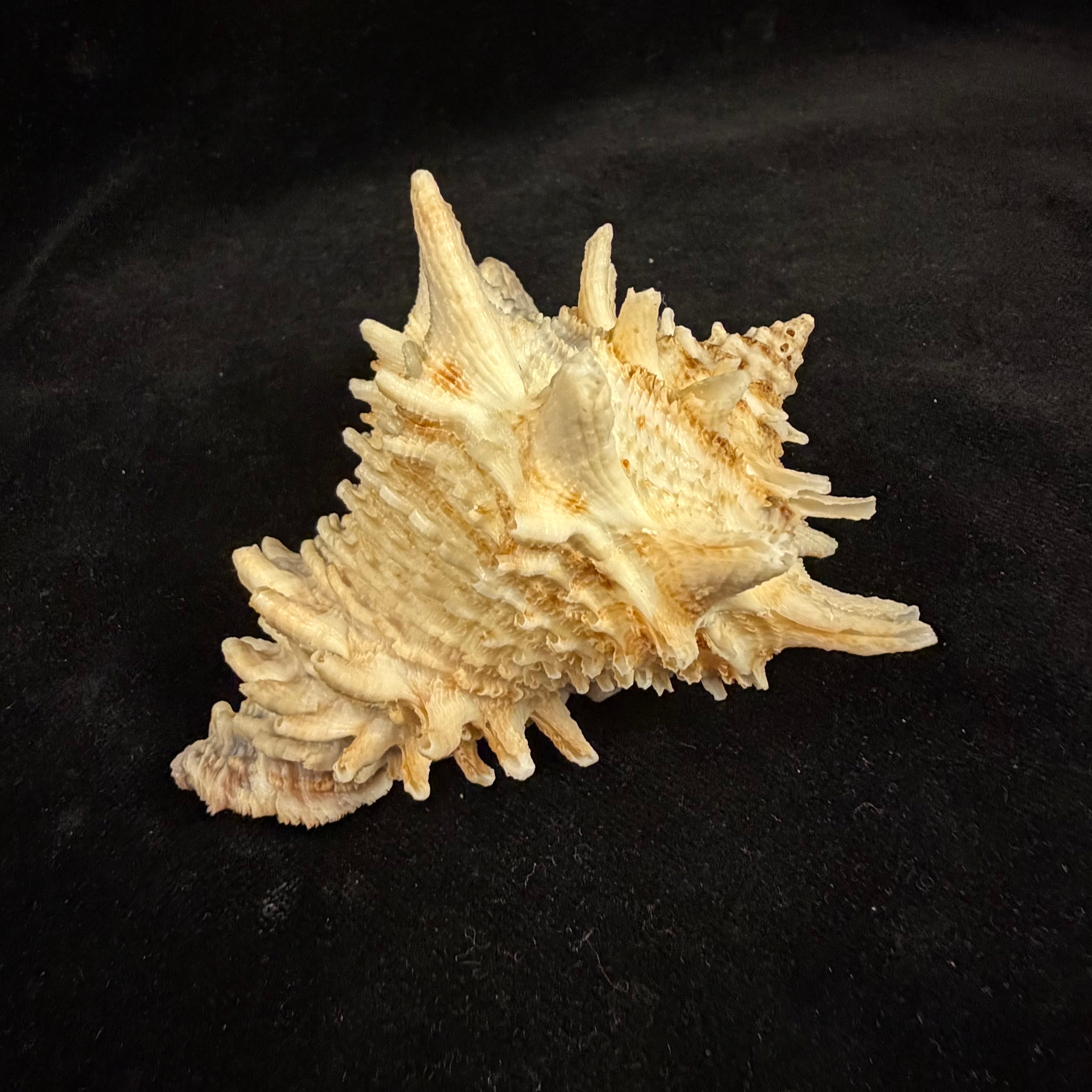 Aristovasum cassiforme (Kiener, 1840) - 91,4mm