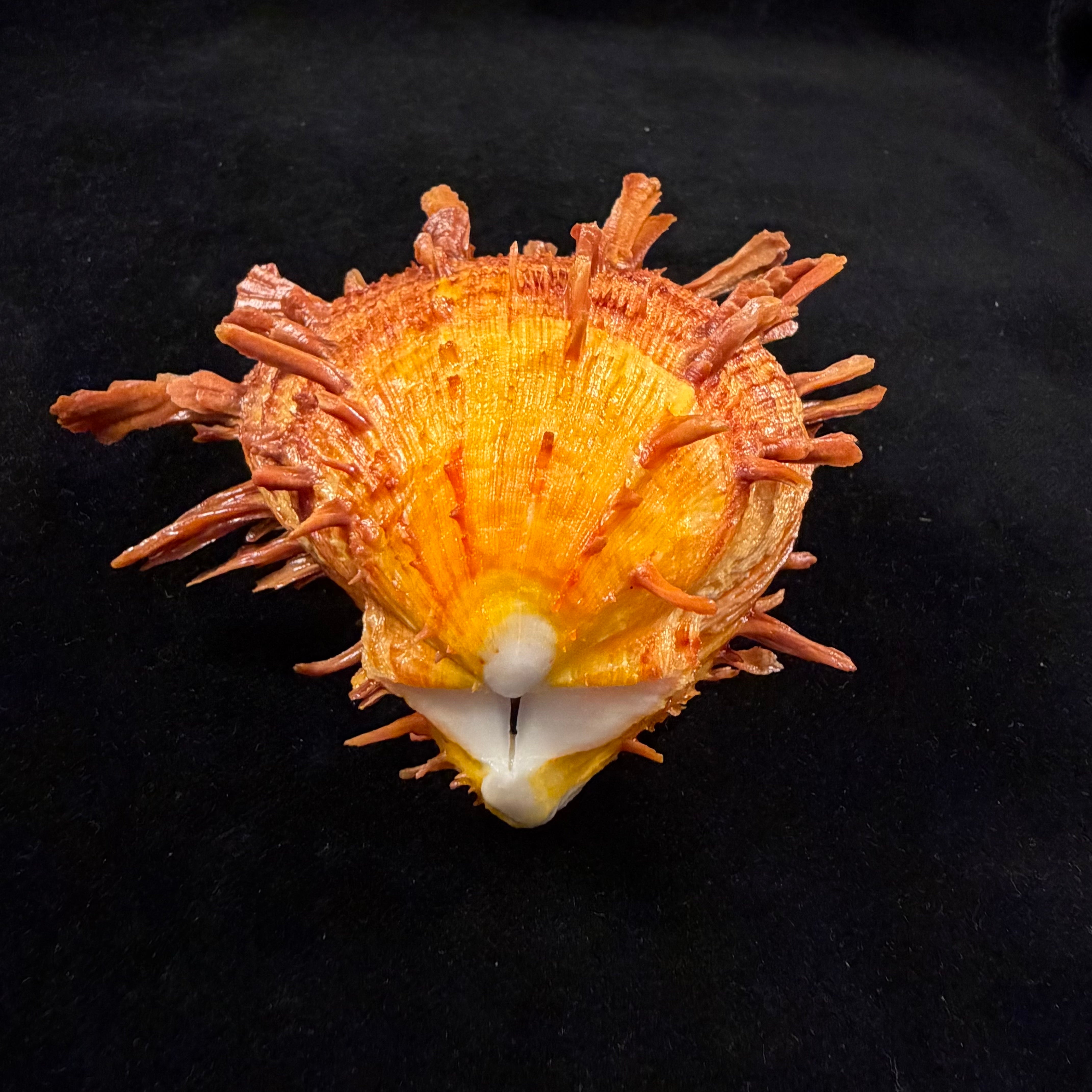 Spondylus ictericus Reeve, 1856 - 91,6mm