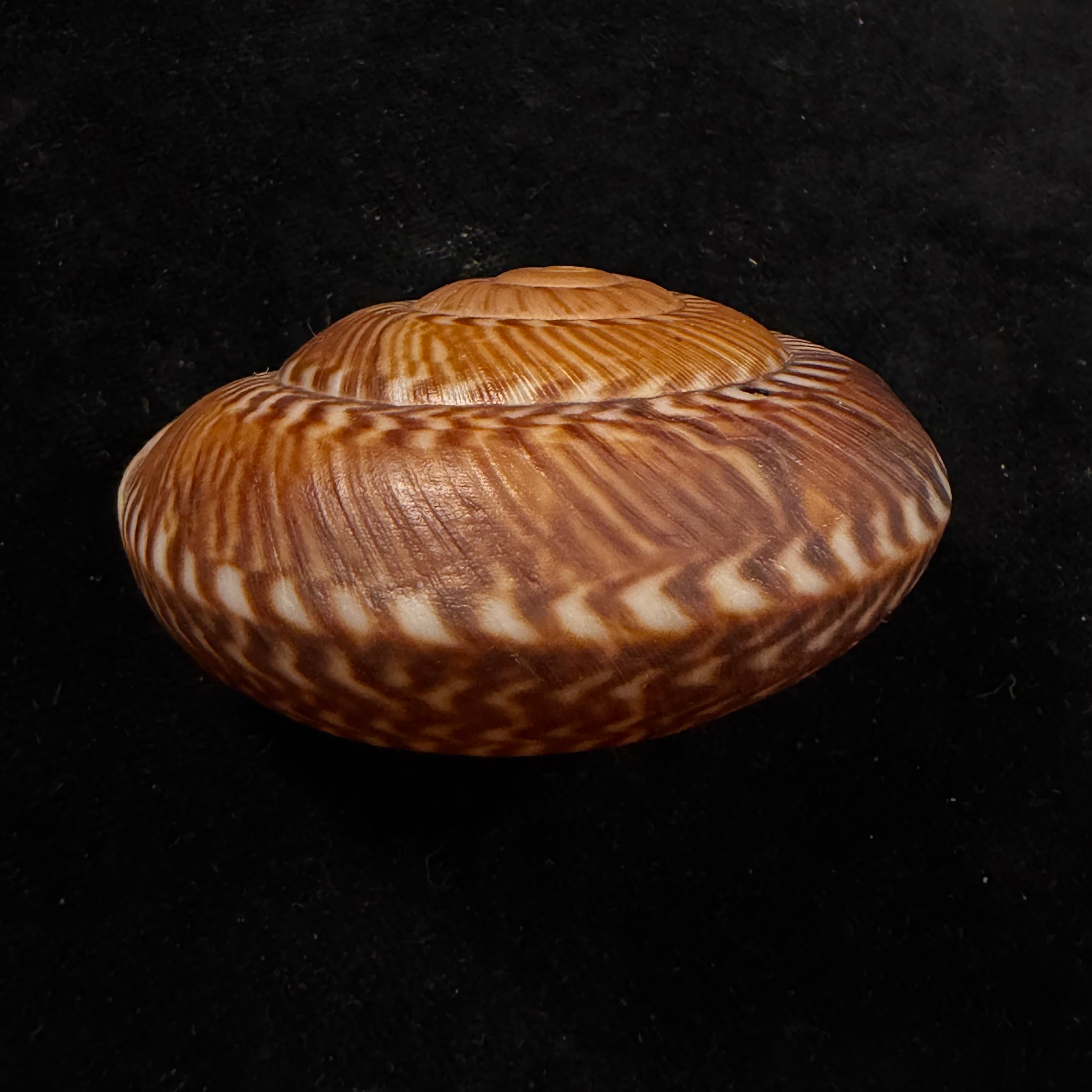 Solaropsis gibboni (L. Pfeiffer, 1846) - 63,4mm
