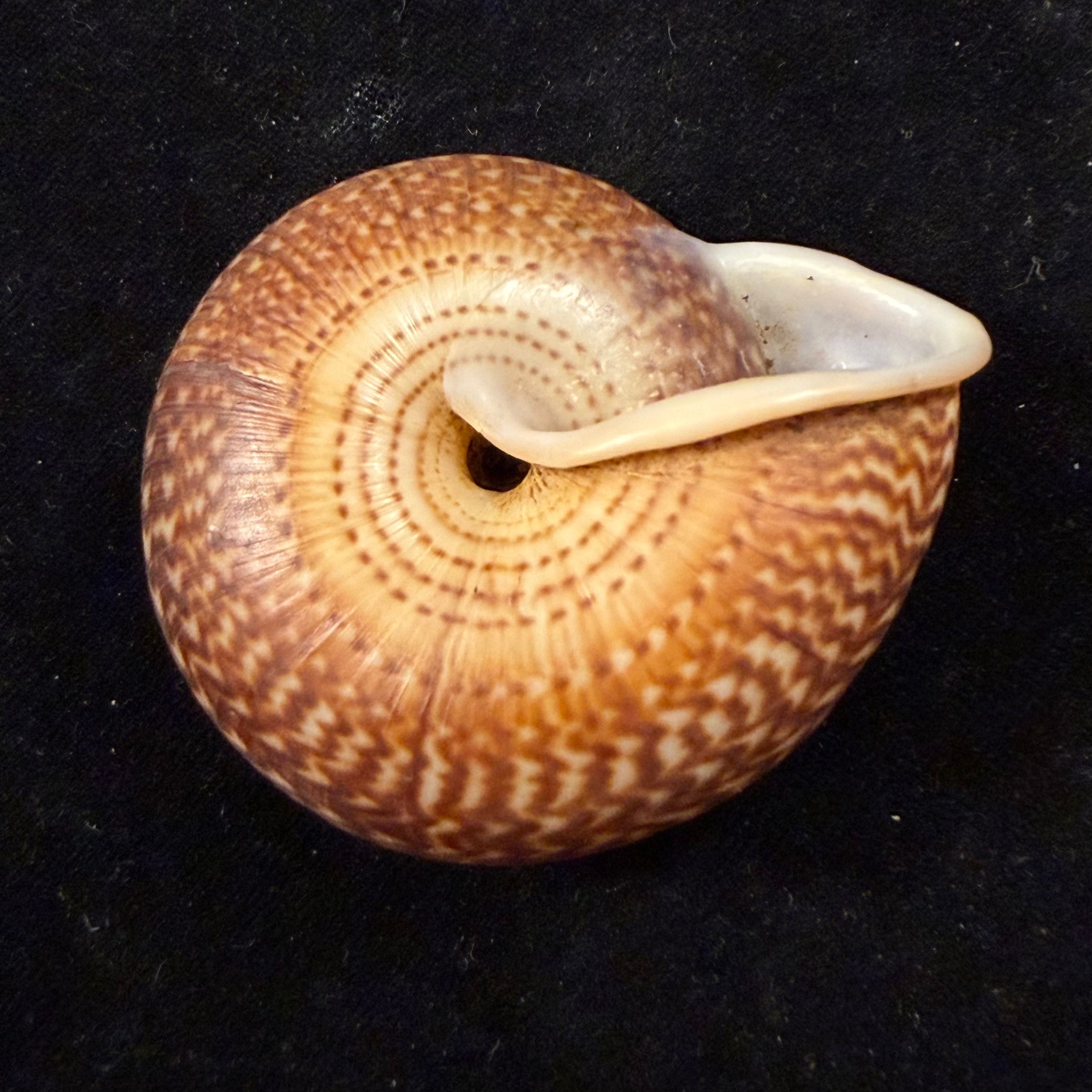 Solaropsis gibboni (L. Pfeiffer, 1846) - 63,4mm