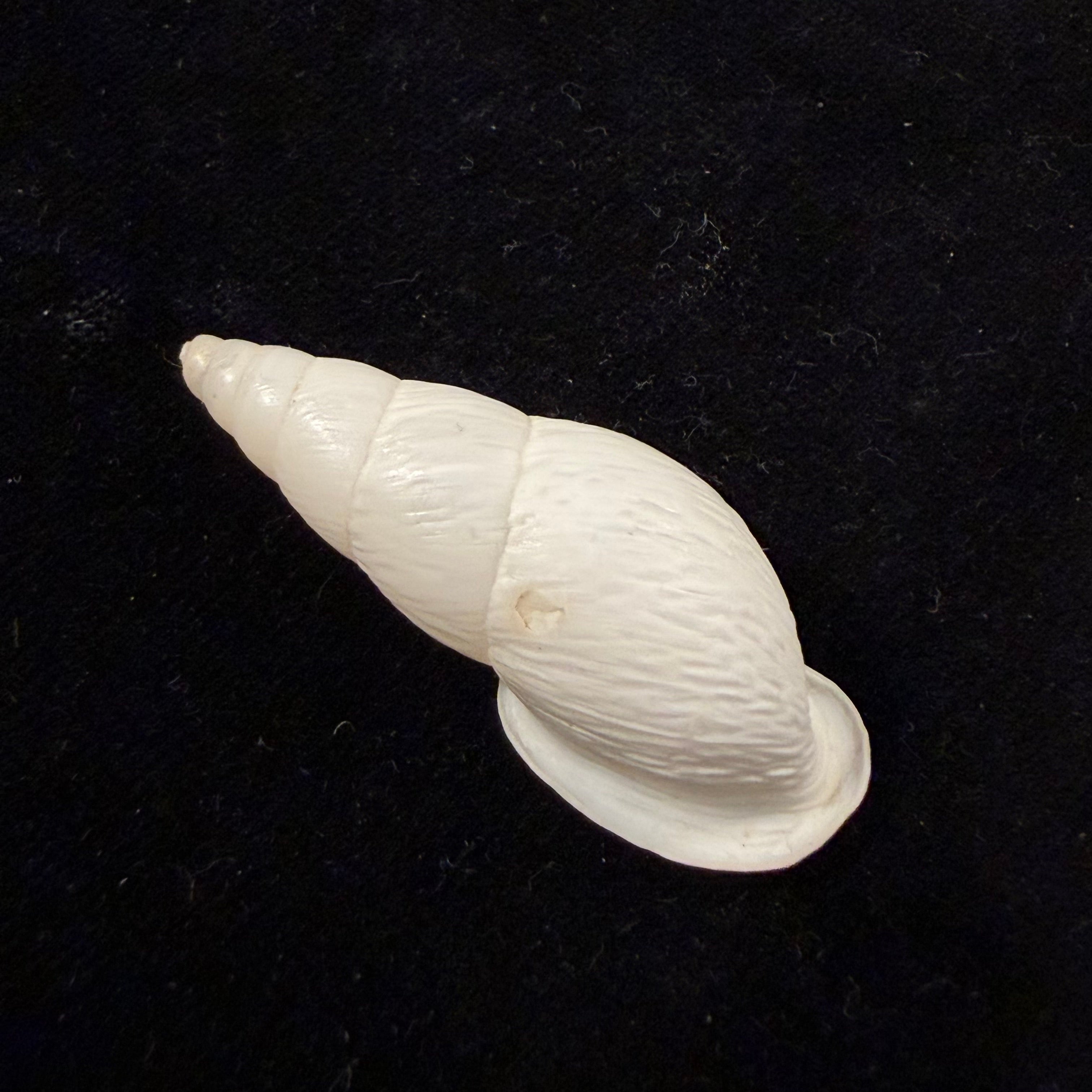 Burringtonia pantagruelina (S. Moricand, 1833) - 42,9mm