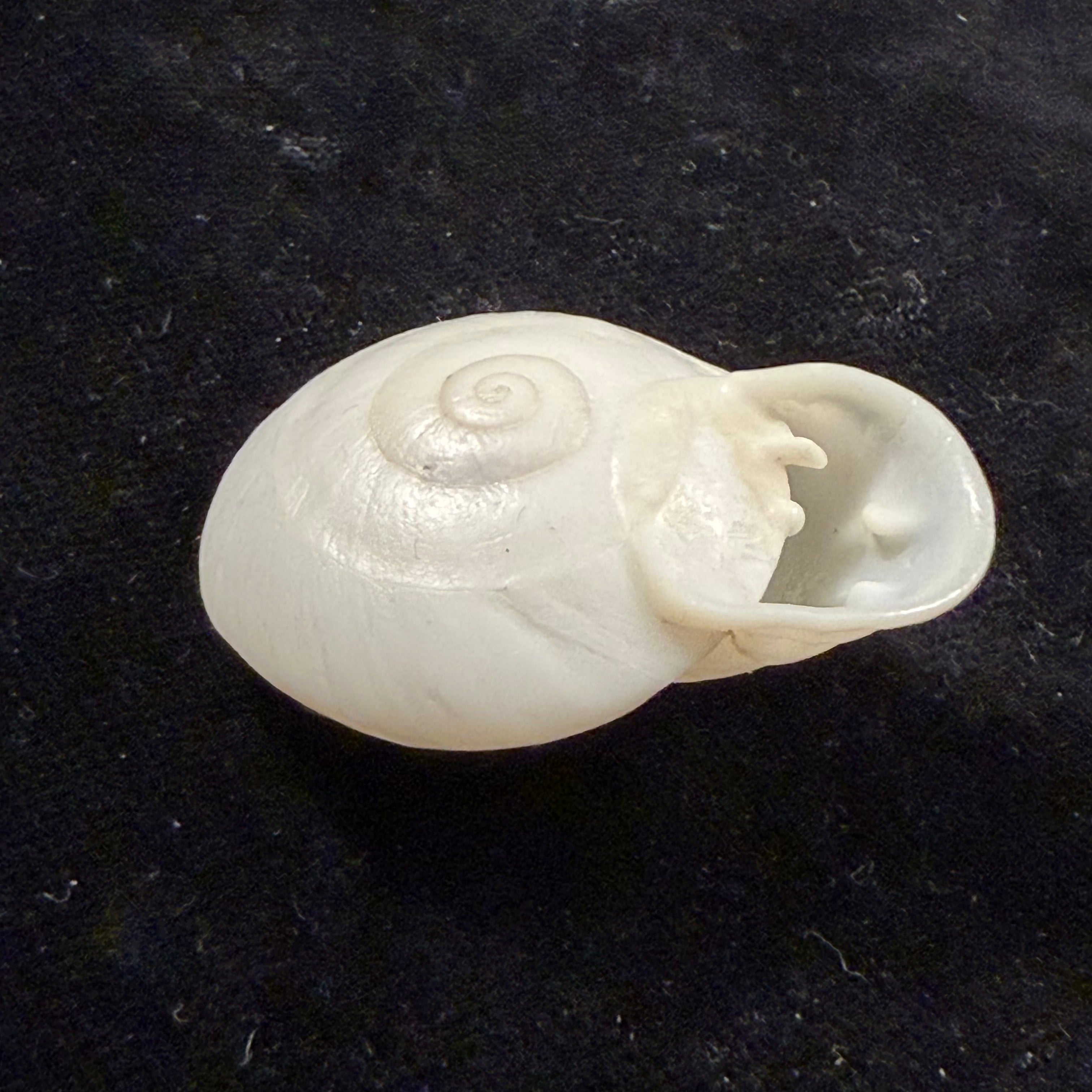 Anostoma depressum (Lamarck, 1822) - 38mm