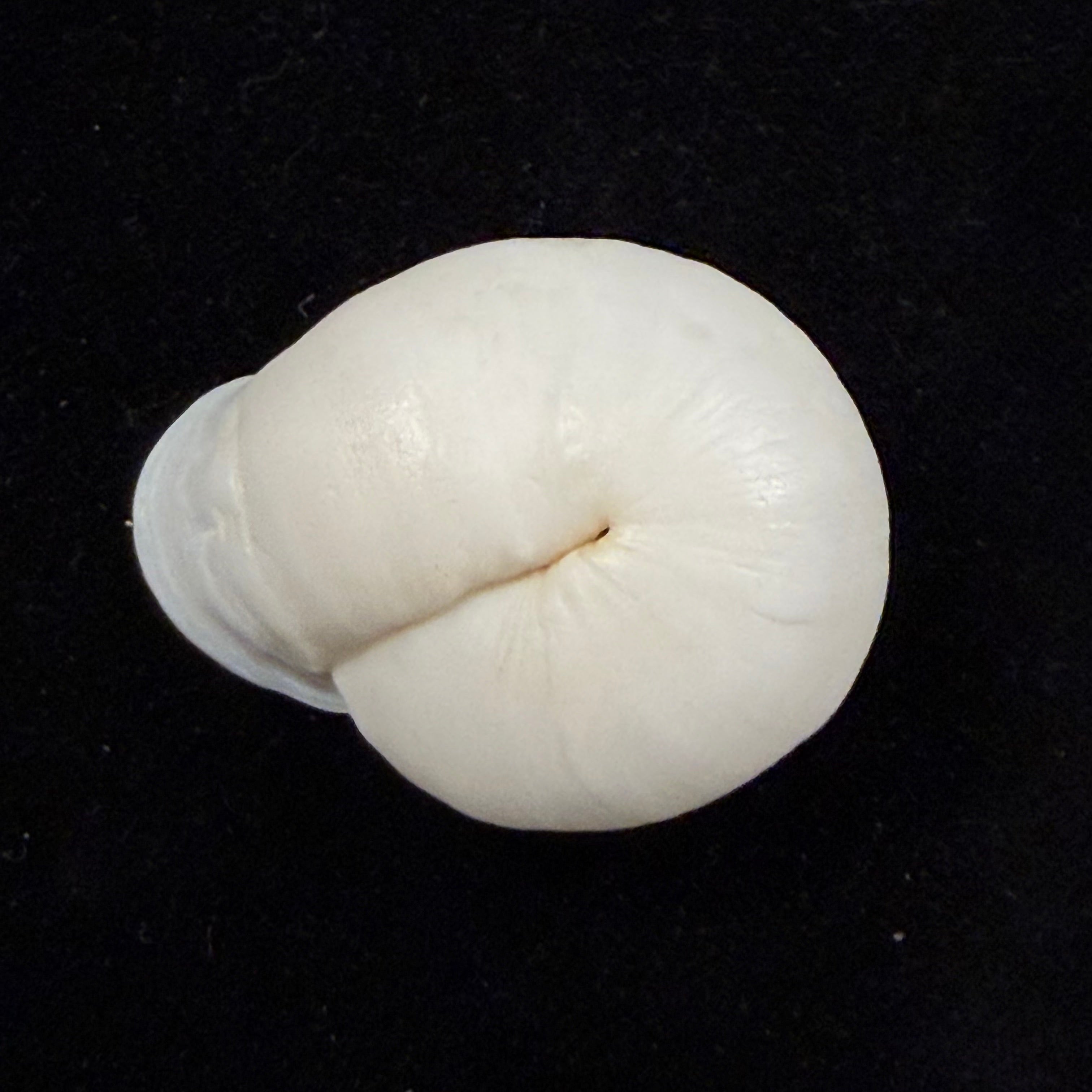 Anostoma depressum (Lamarck, 1822) - 38mm