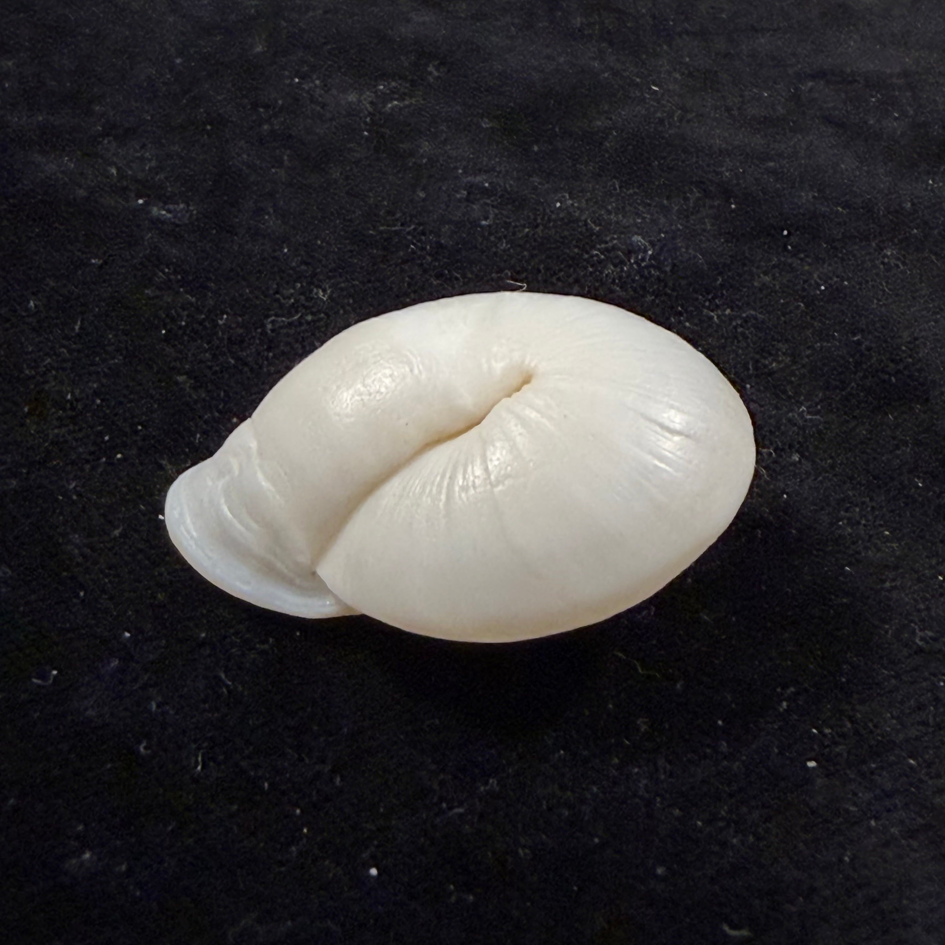 Anostoma depressum (Lamarck, 1822) - 38mm