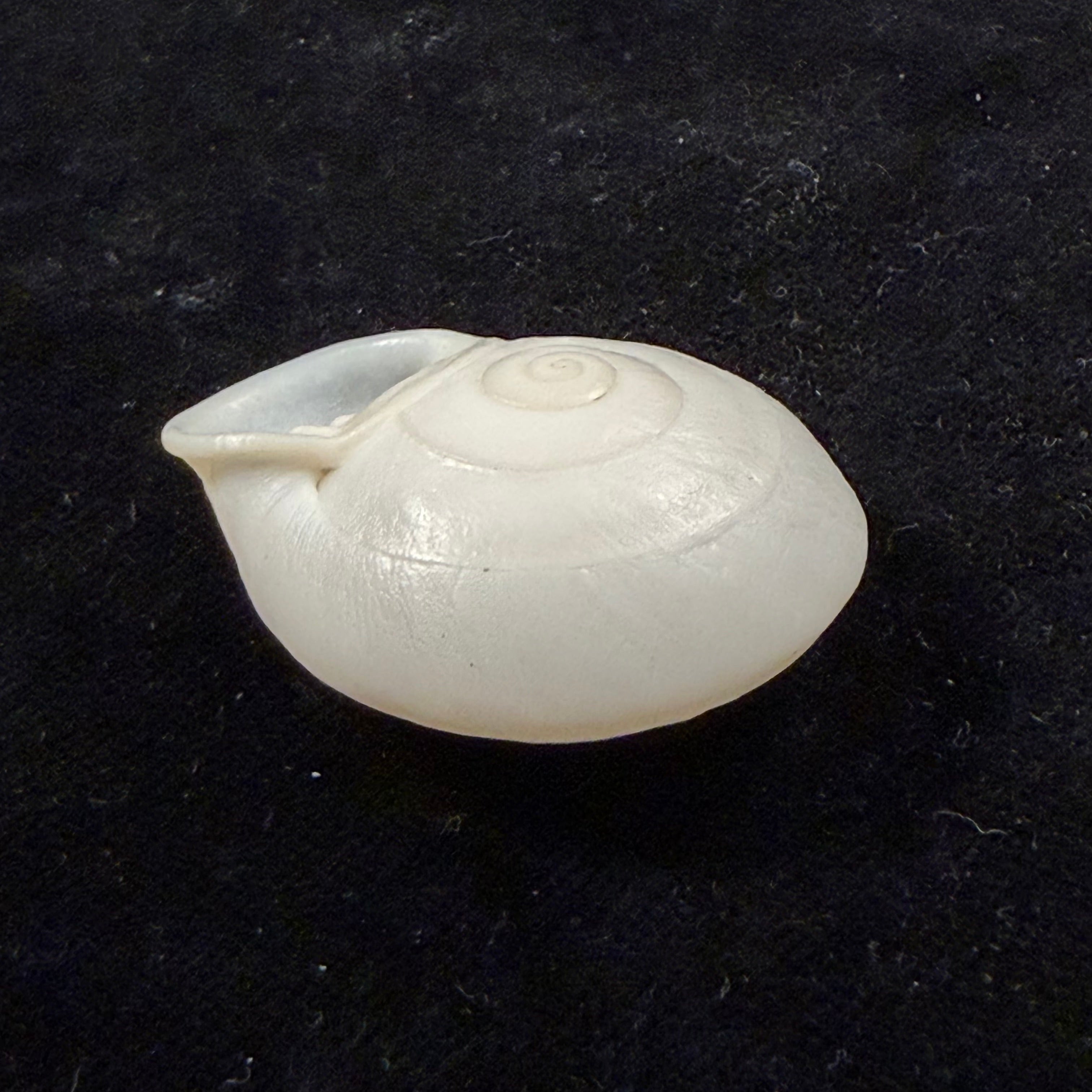 Anostoma depressum (Lamarck, 1822) - 38mm