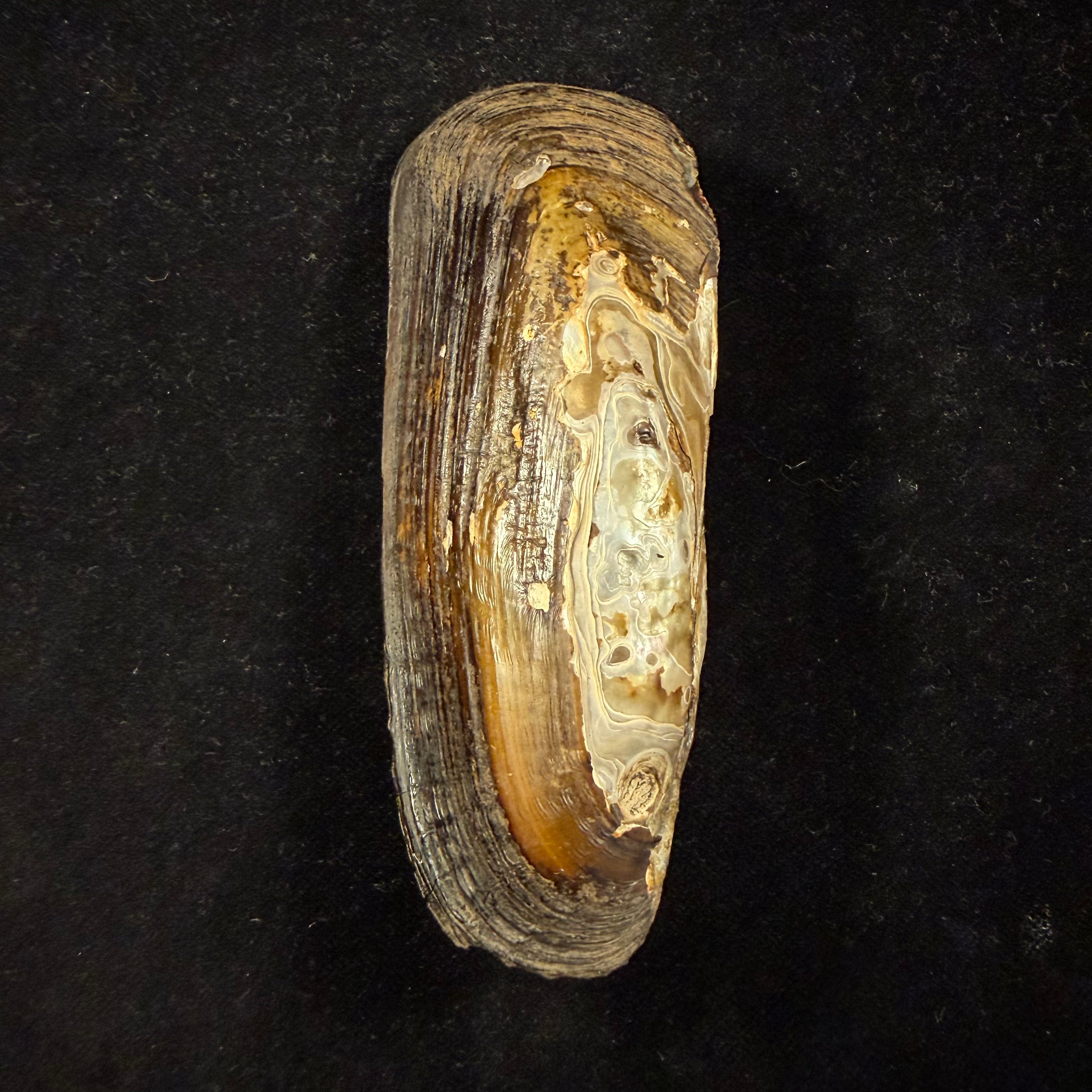 Mycetopoda siliquosa (Spix, 1827) - 118,5mm