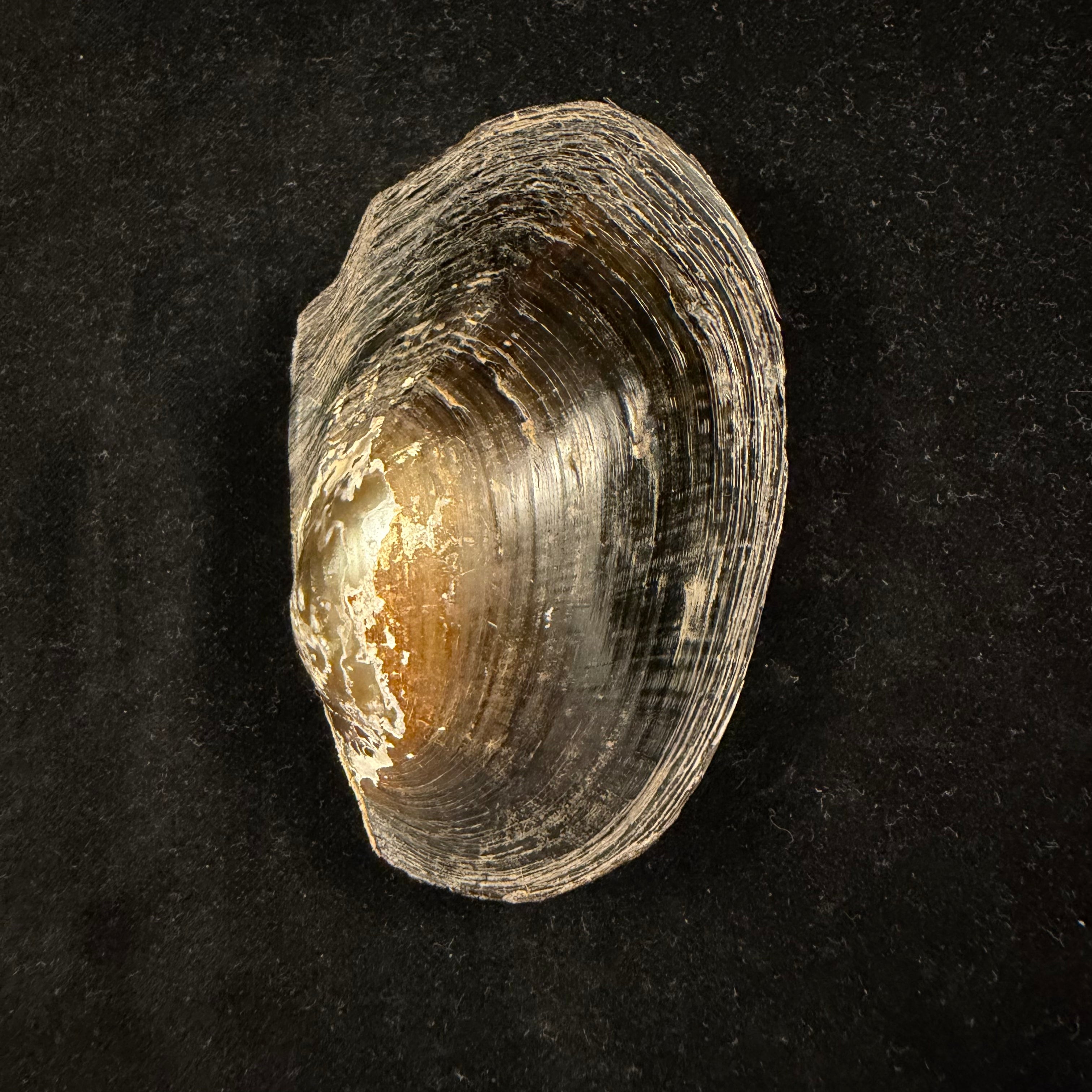 Anodontites trapesialis (Lamarck, 1814) - 86,5mm