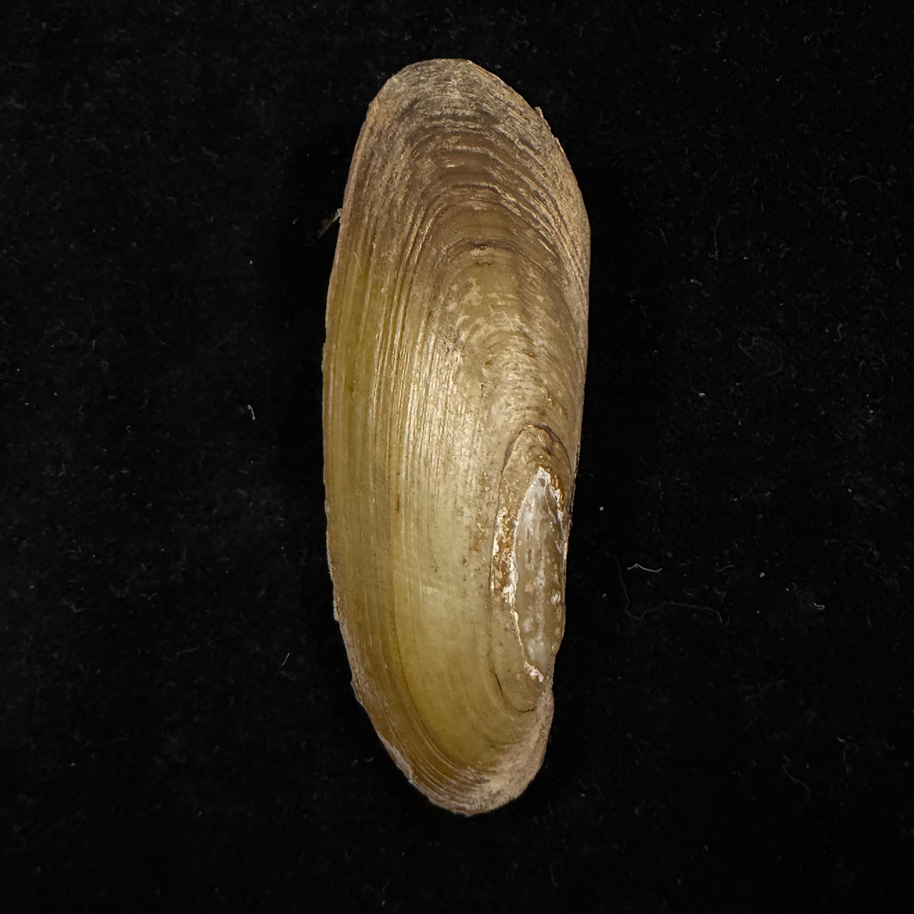 Mycetopoda staudingeri aequatorialis Ihering, 1910 - 71,2mm