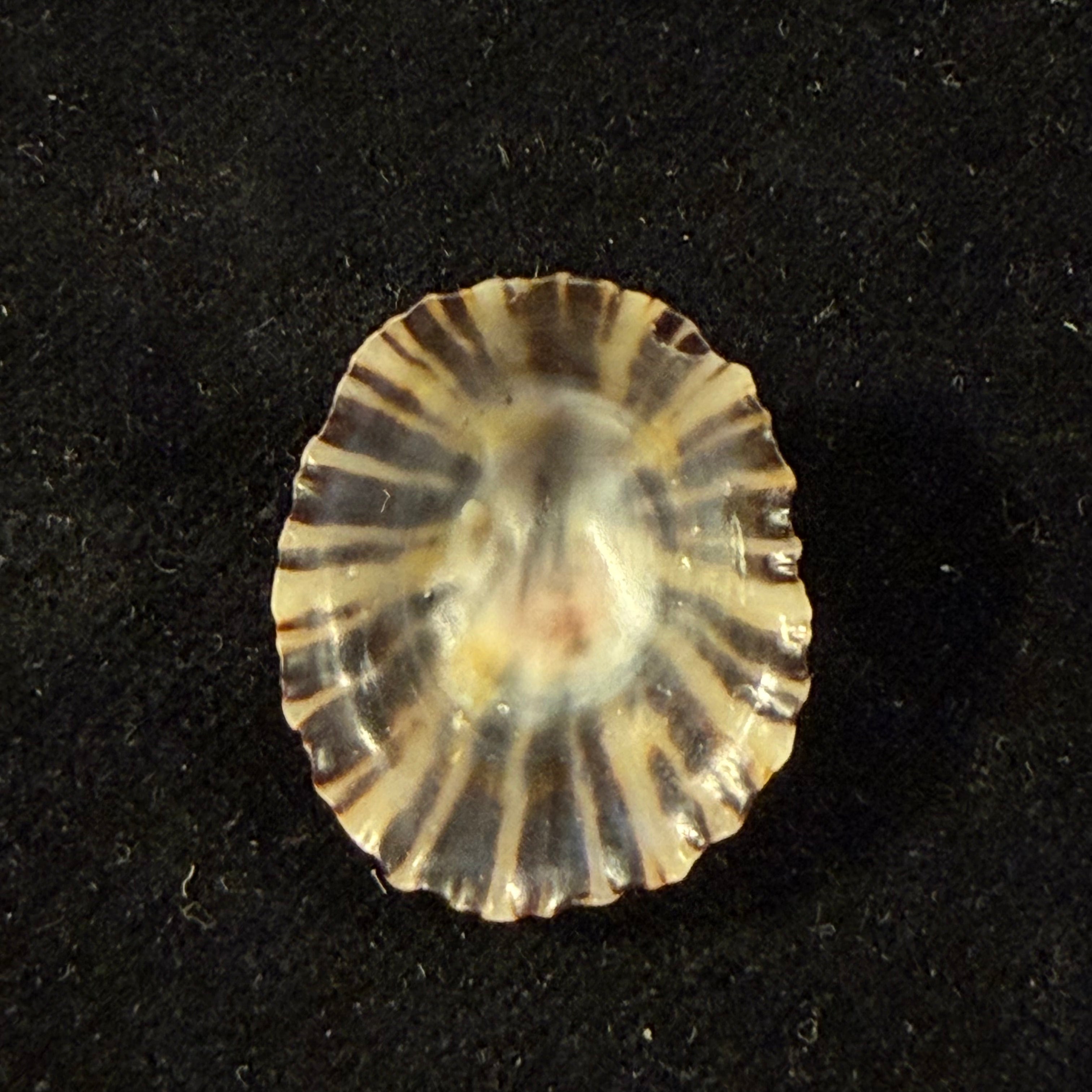 Patella depressa Pennant, 1777 - 25,4mm
