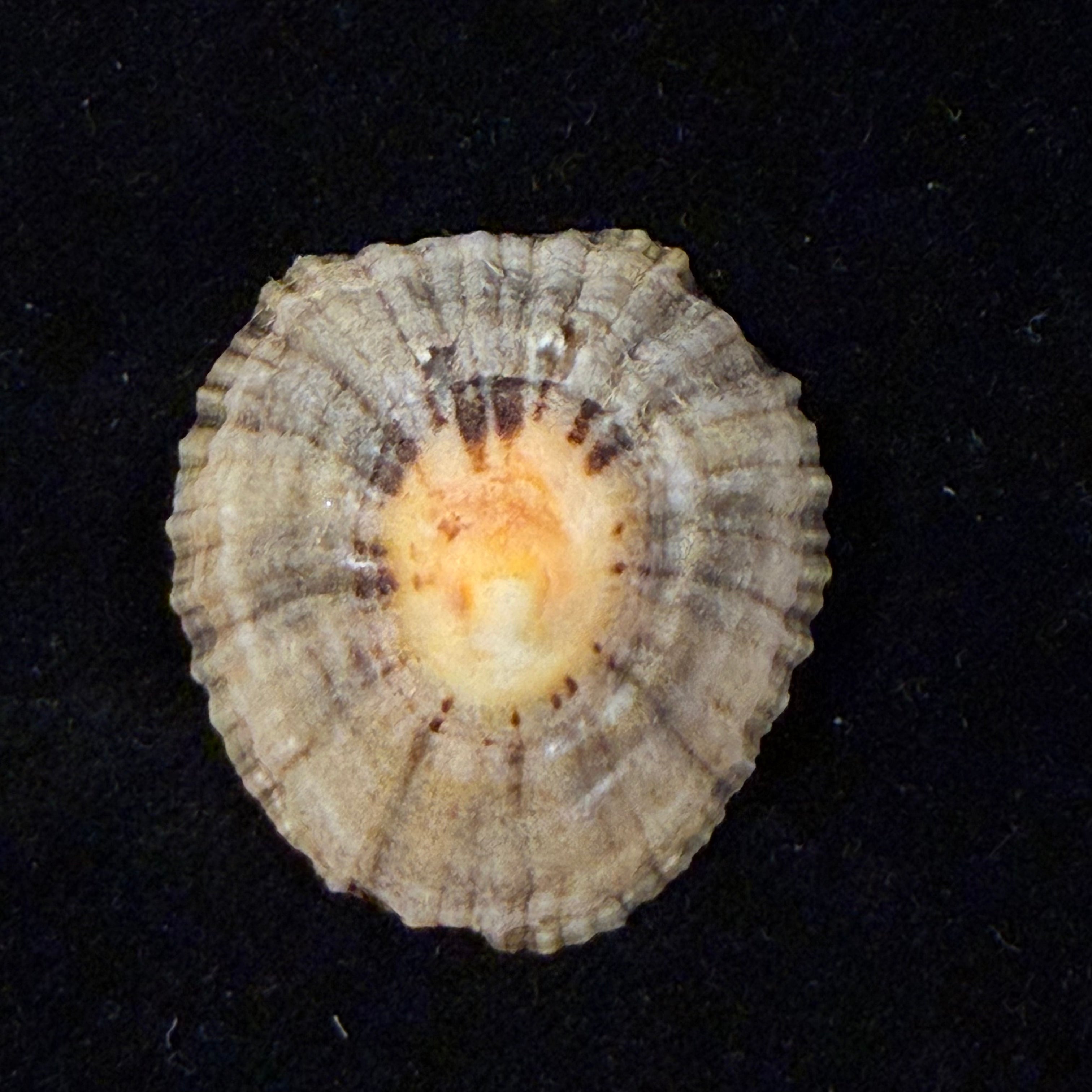 Patella depressa Pennant, 1777 - 36,6mm