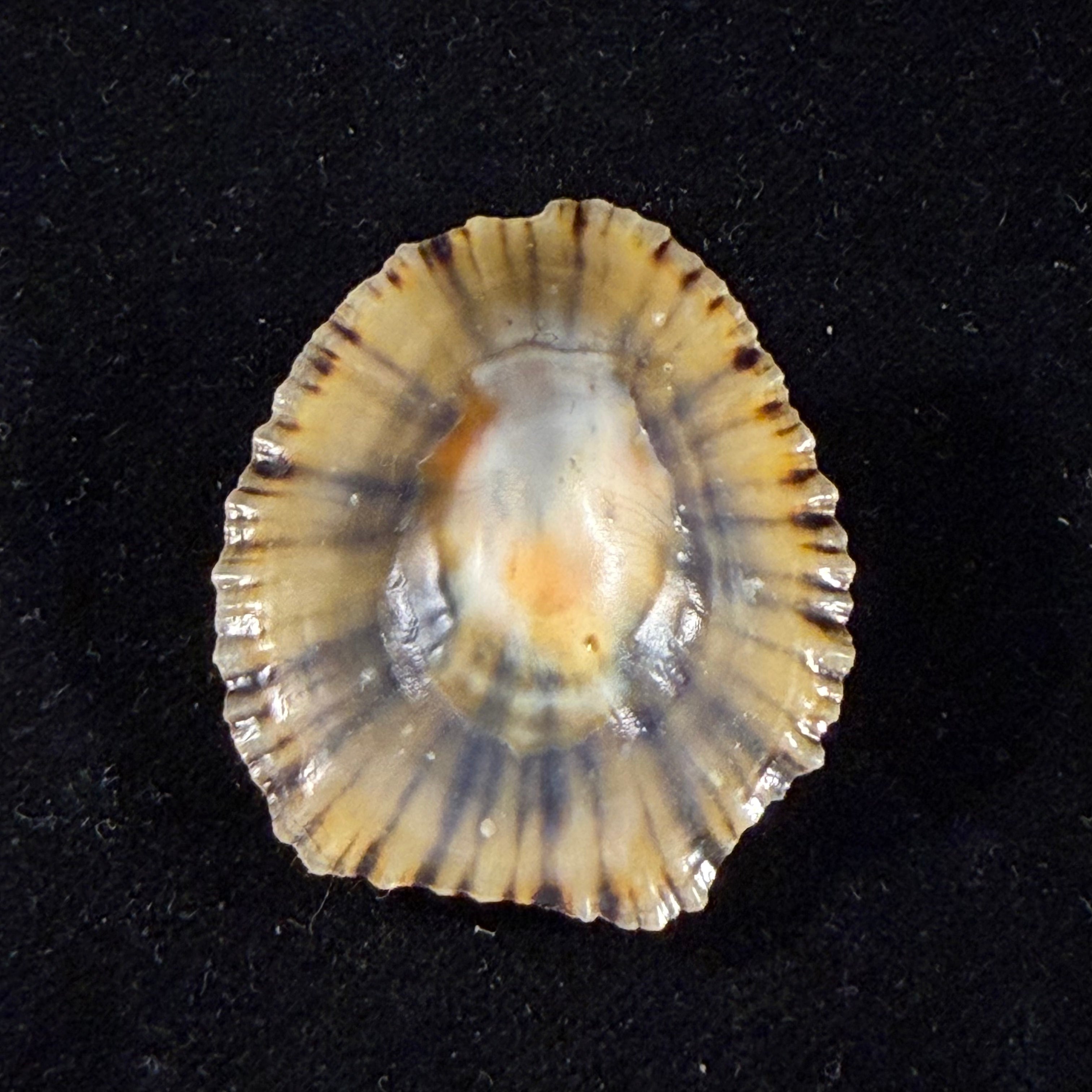 Patella depressa Pennant, 1777 - 36,6mm
