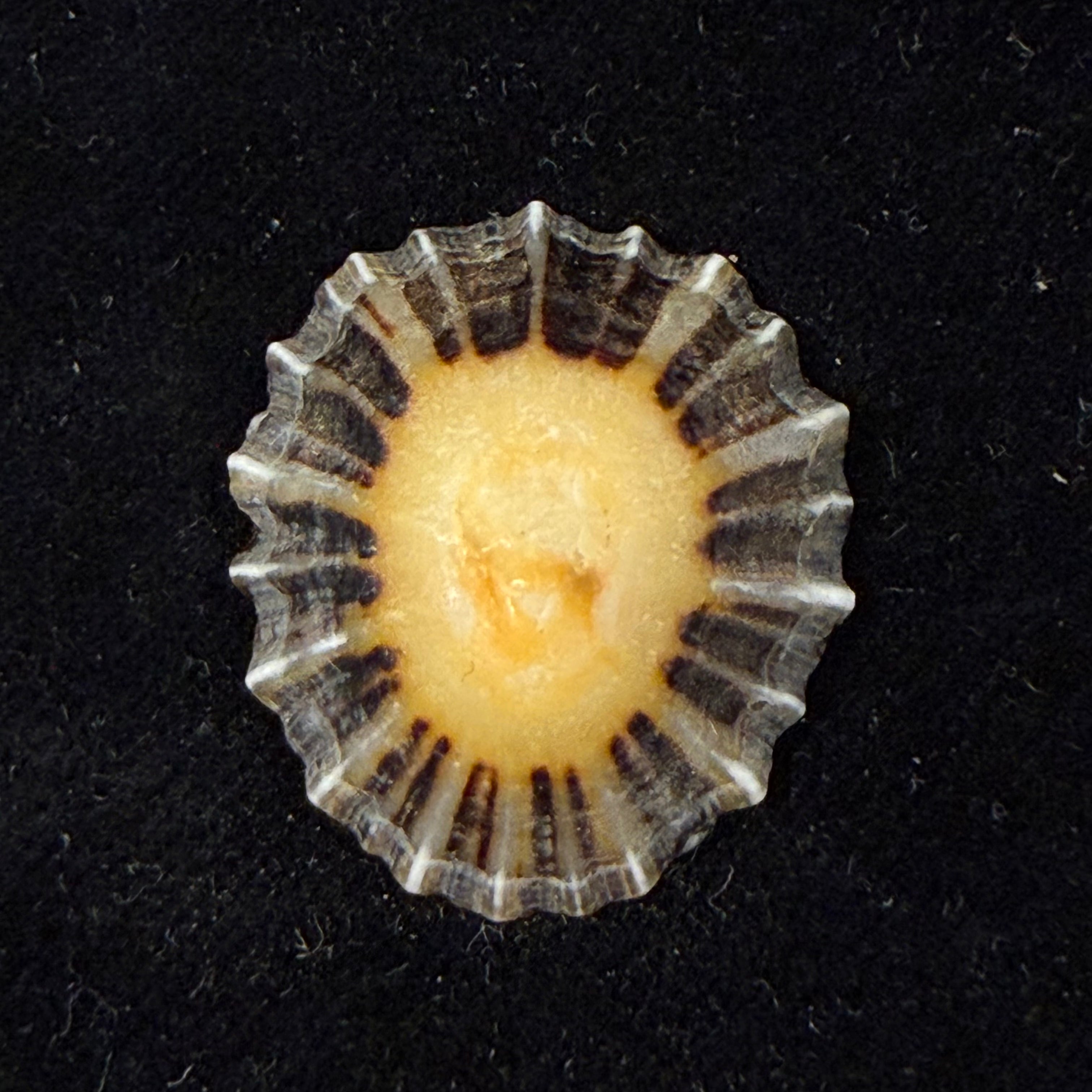 Patella depressa Pennant, 1777 - 31,1mm