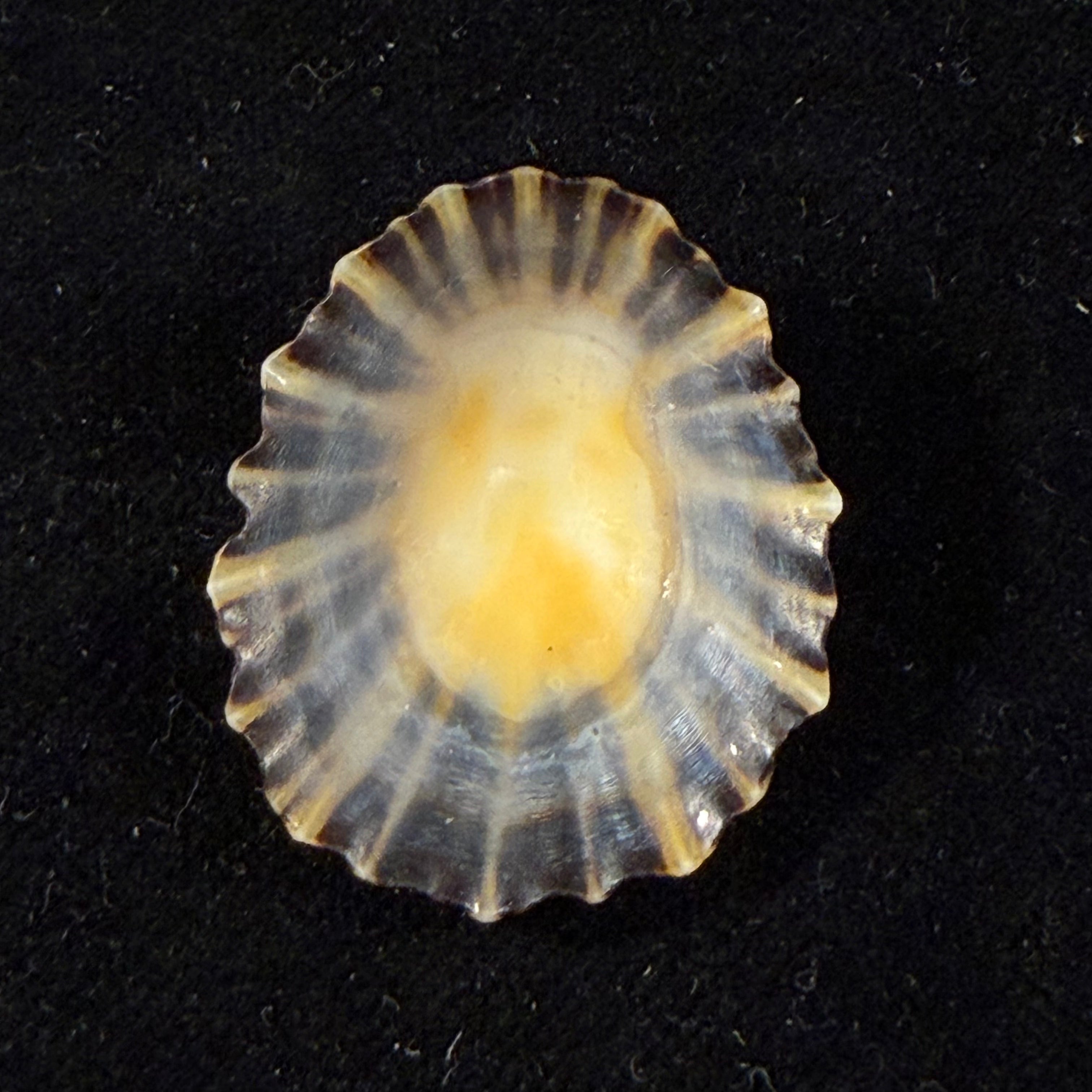 Patella depressa Pennant, 1777 - 31,1mm
