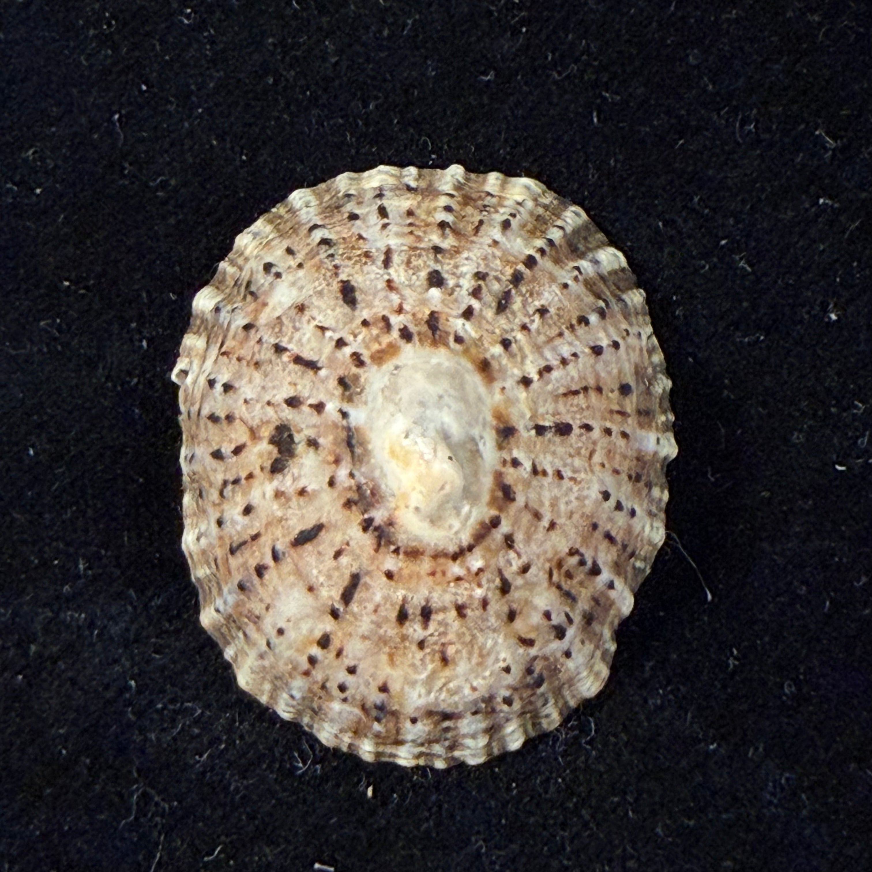 Patella rustica Linnaeus, 1758 - 37,2mm