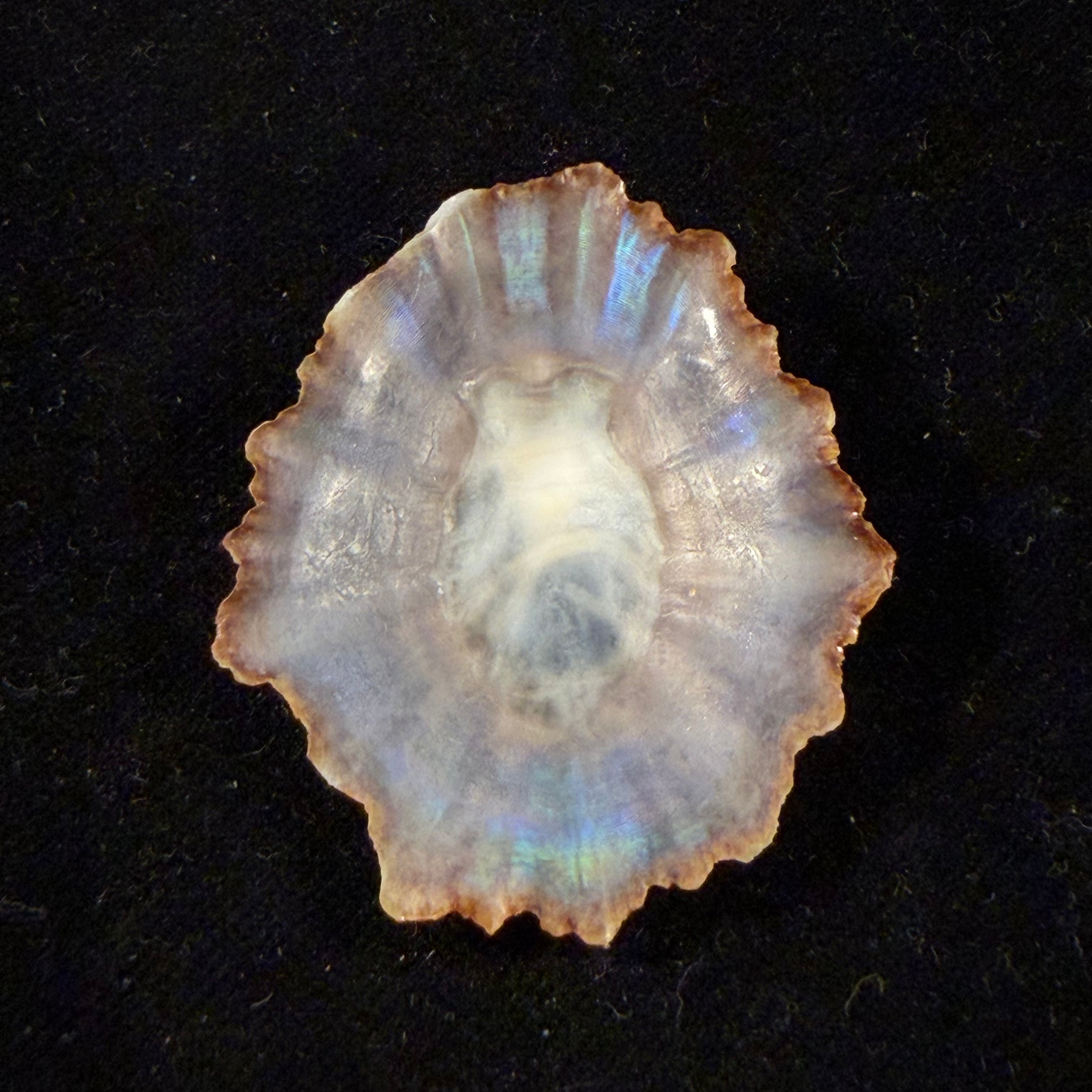 Patella tenuis Gmelin, 1791 - 44,7mm